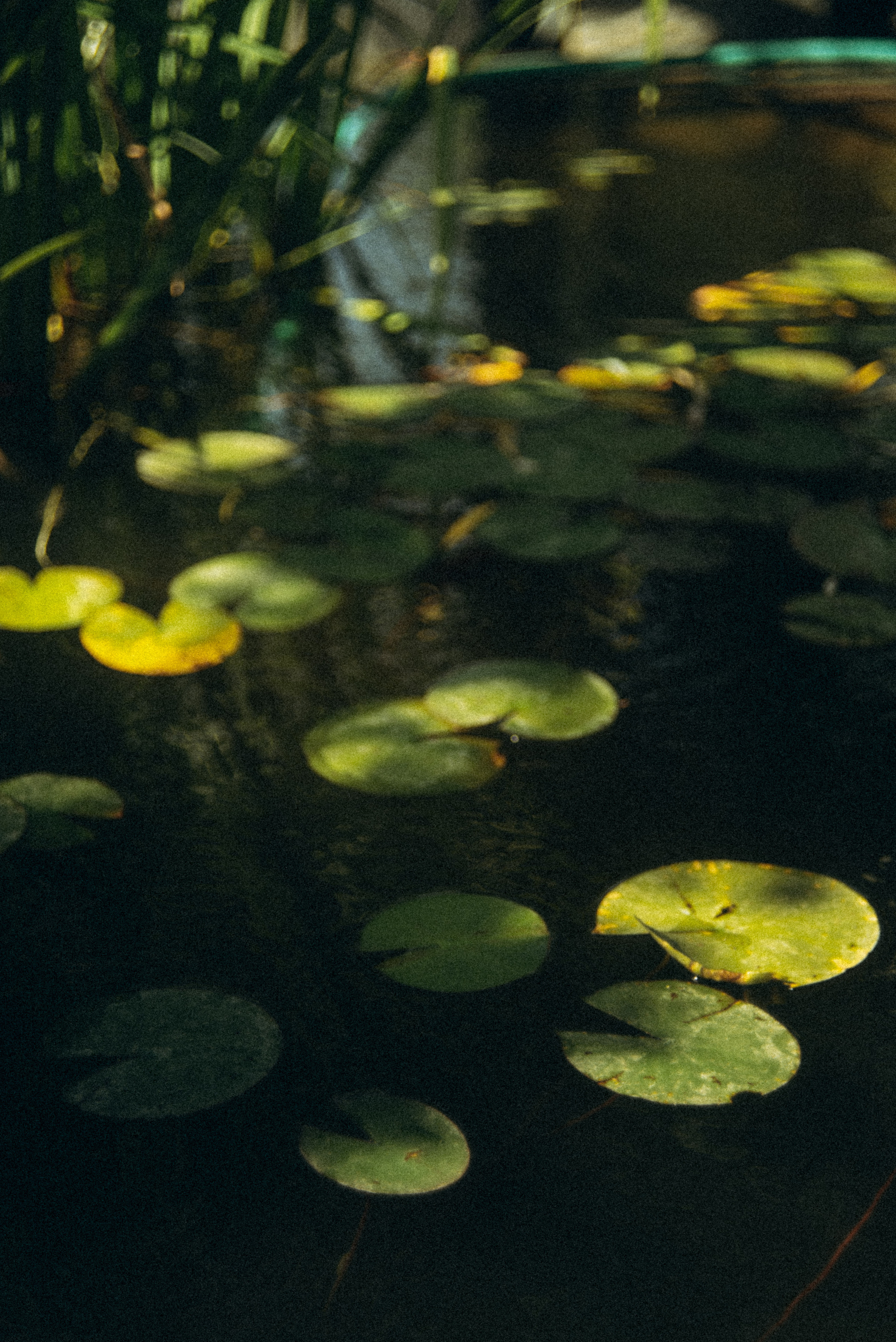 Сад «Гардения» Зураба Шеварднадзе в Тбилиси 🇬🇪. Anita_photo