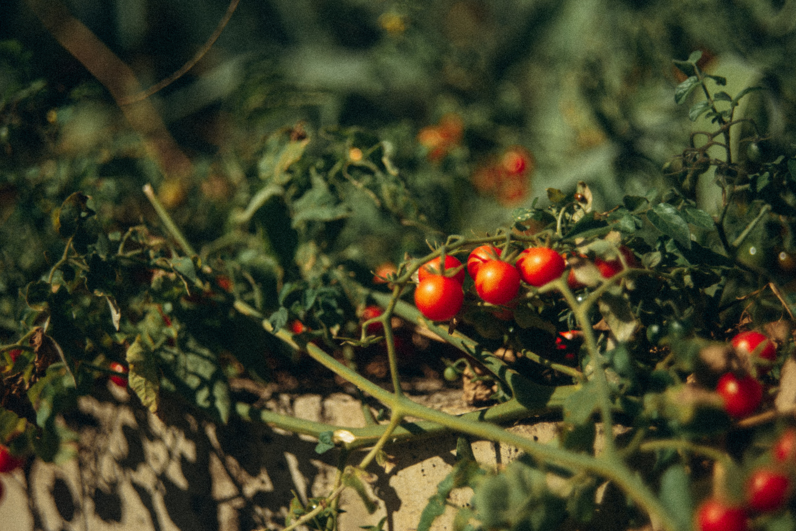Сад «Гардения» Зураба Шеварднадзе в Тбилиси 🇬🇪. Anita_photo