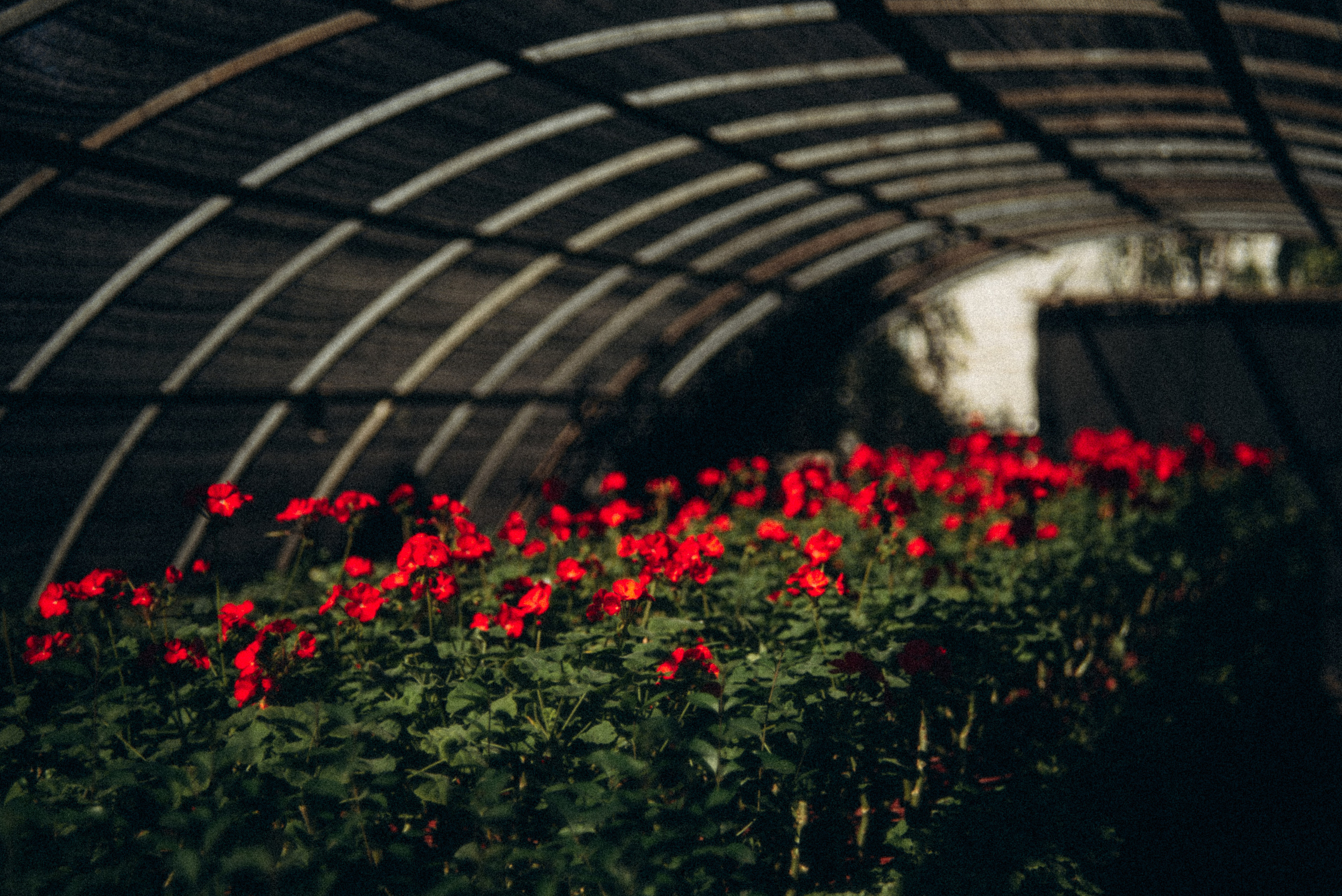 Сад «Гардения» Зураба Шеварднадзе в Тбилиси 🇬🇪. Anita_photo