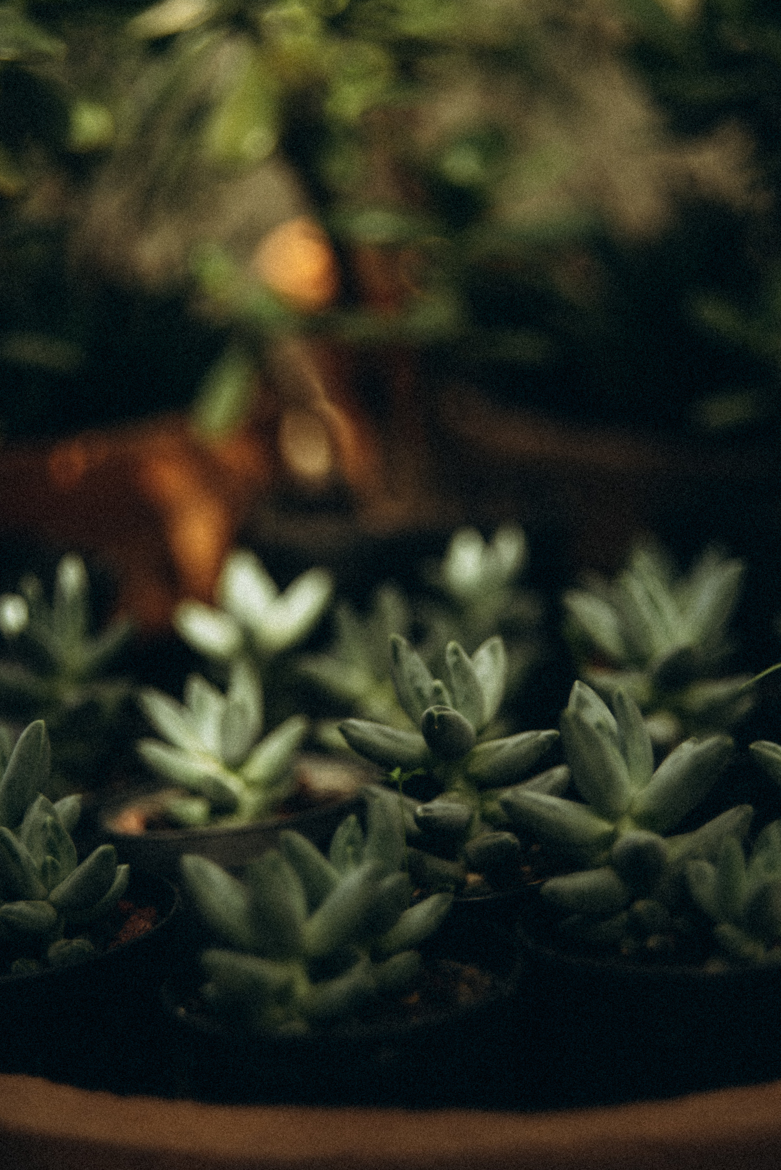 Сад «Гардения» Зураба Шеварднадзе в Тбилиси 🇬🇪. Anita_photo