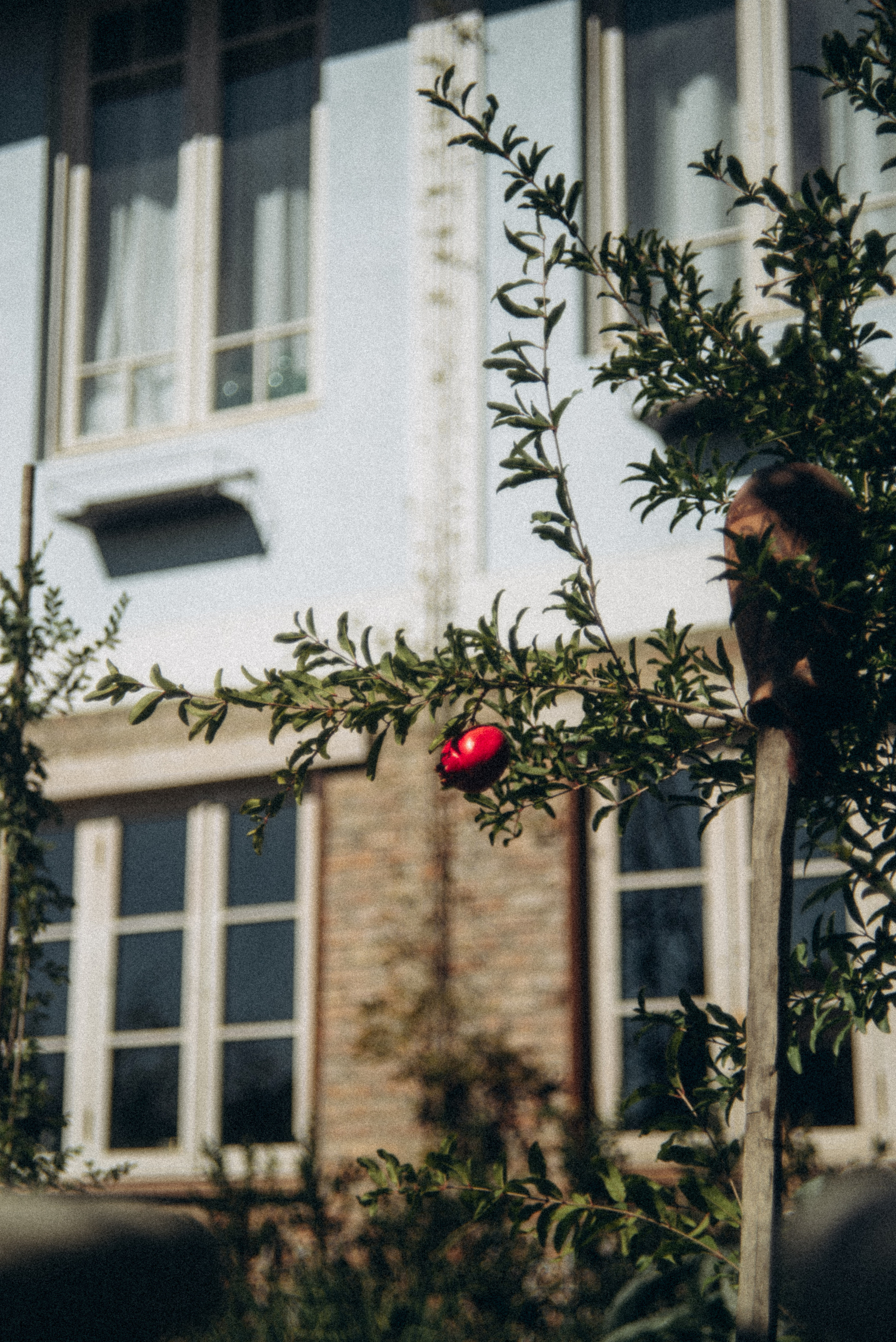 Сад «Гардения» Зураба Шеварднадзе в Тбилиси 🇬🇪. Anita_photo