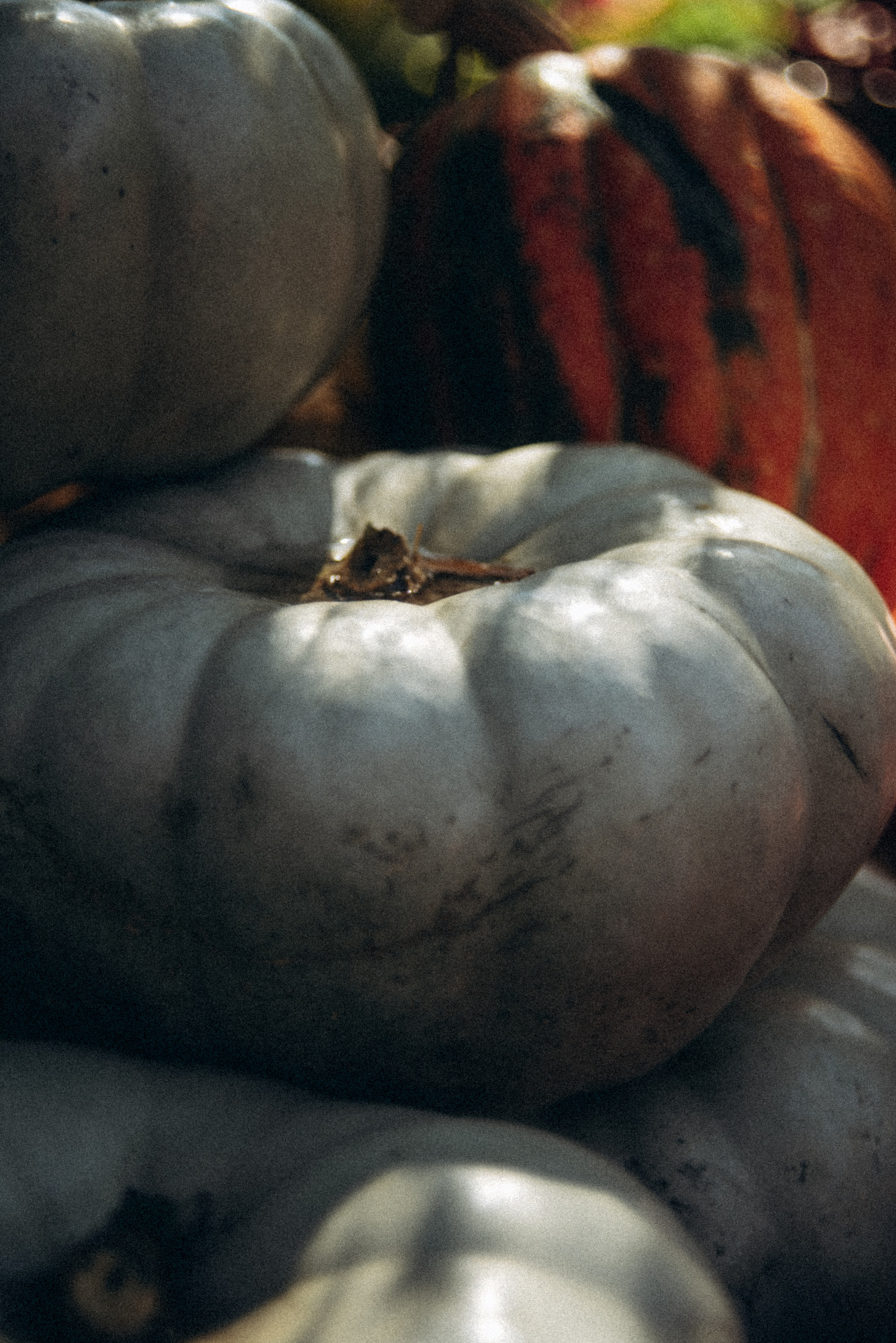 Сад «Гардения» Зураба Шеварднадзе в Тбилиси 🇬🇪. Anita_photo