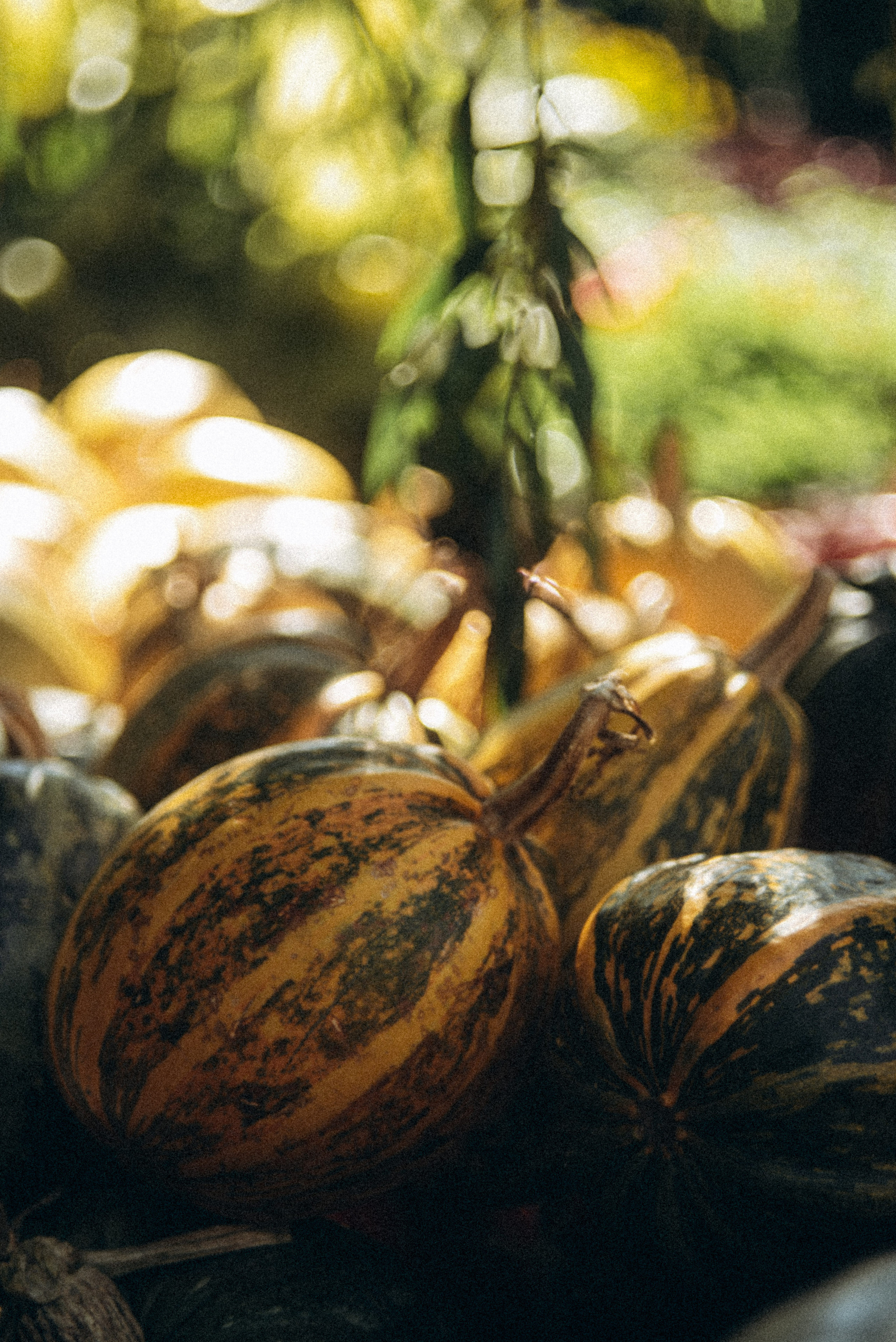 Сад «Гардения» Зураба Шеварднадзе в Тбилиси 🇬🇪. Anita_photo