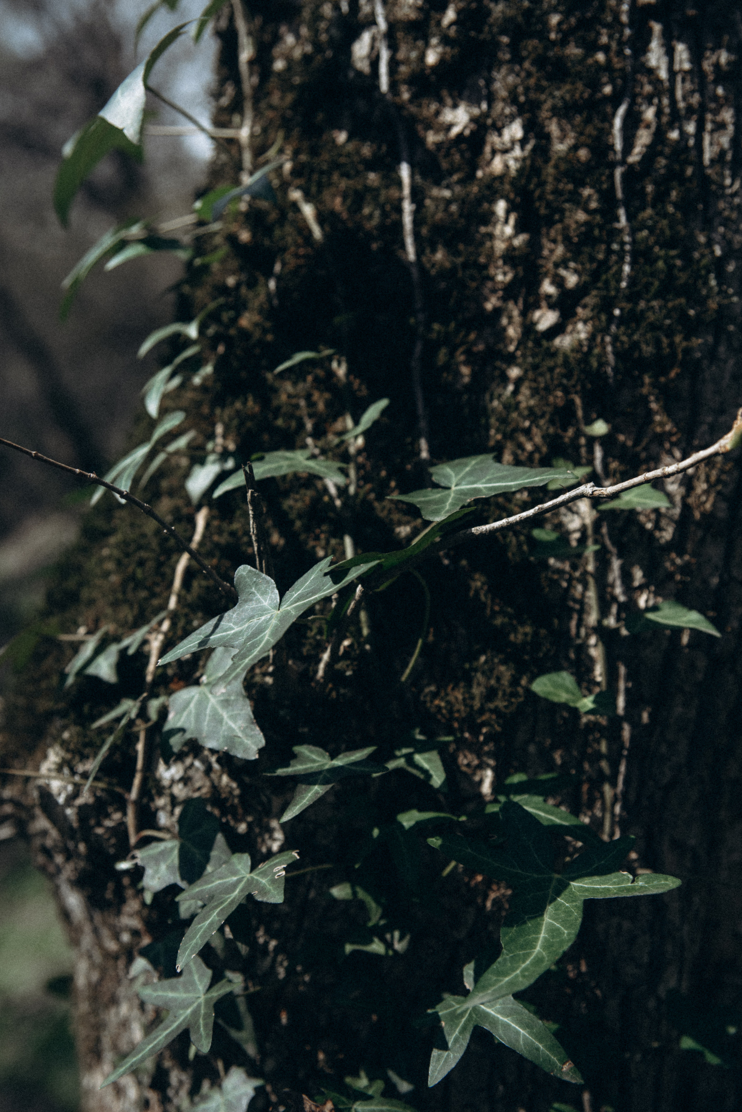 Каньоны Биртвиси, Грузия🇬🇪. Anita_photo