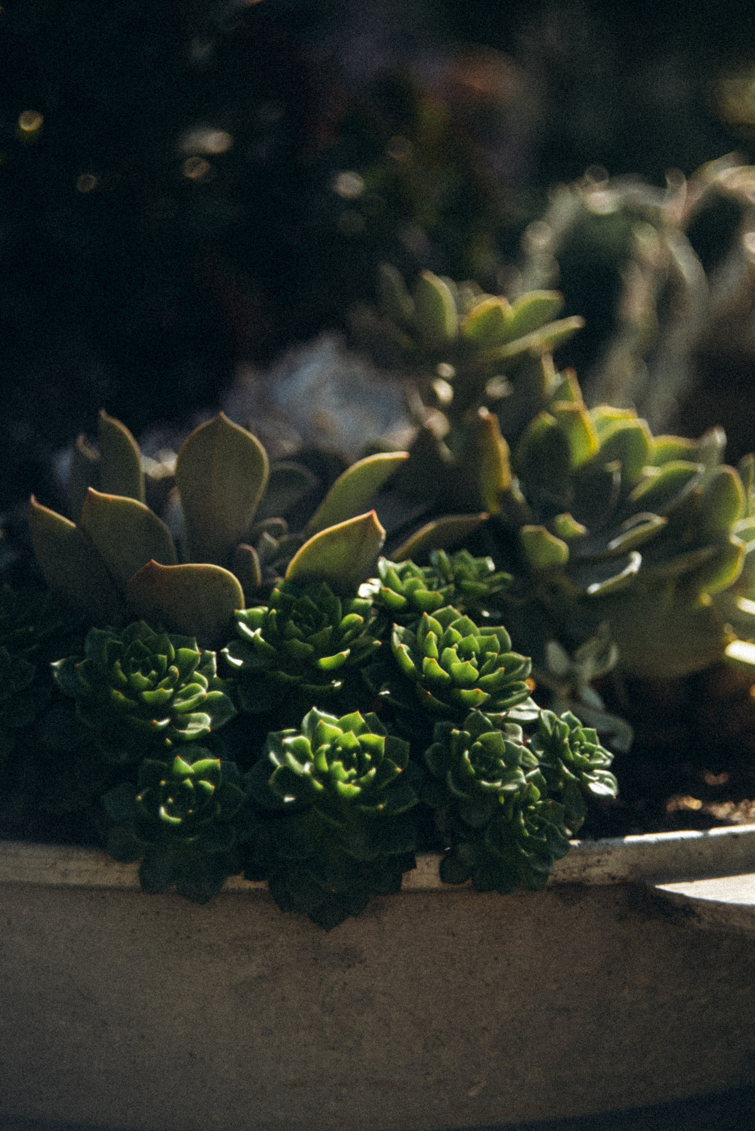 Сад «Гардения» Зураба Шеварднадзе в Тбилиси 🇬🇪. Anita_photo