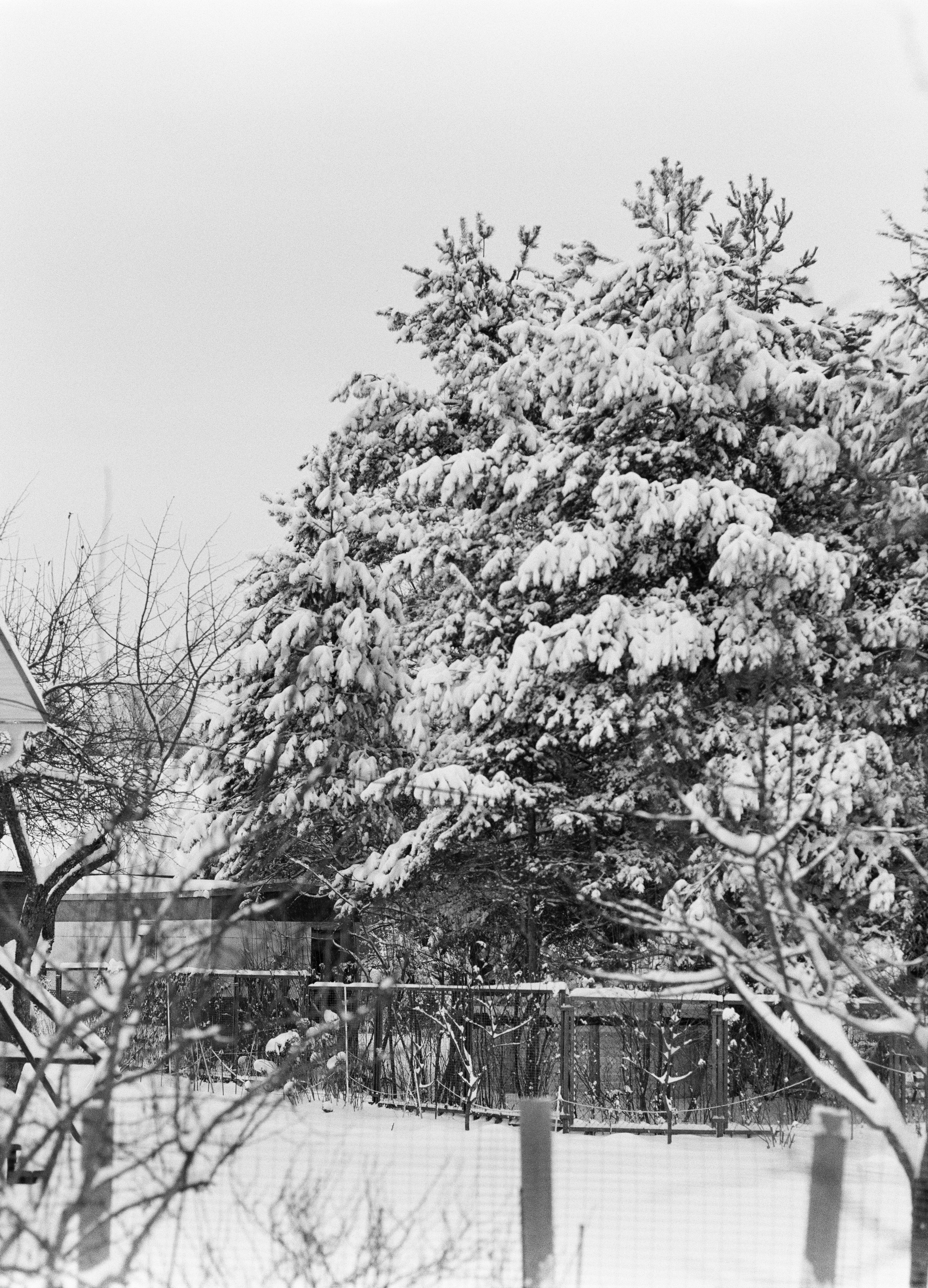 Mamiya 645 PRO объектив SMC Pentax 67 105 mm f2.4 / Kodak Tri-X 400