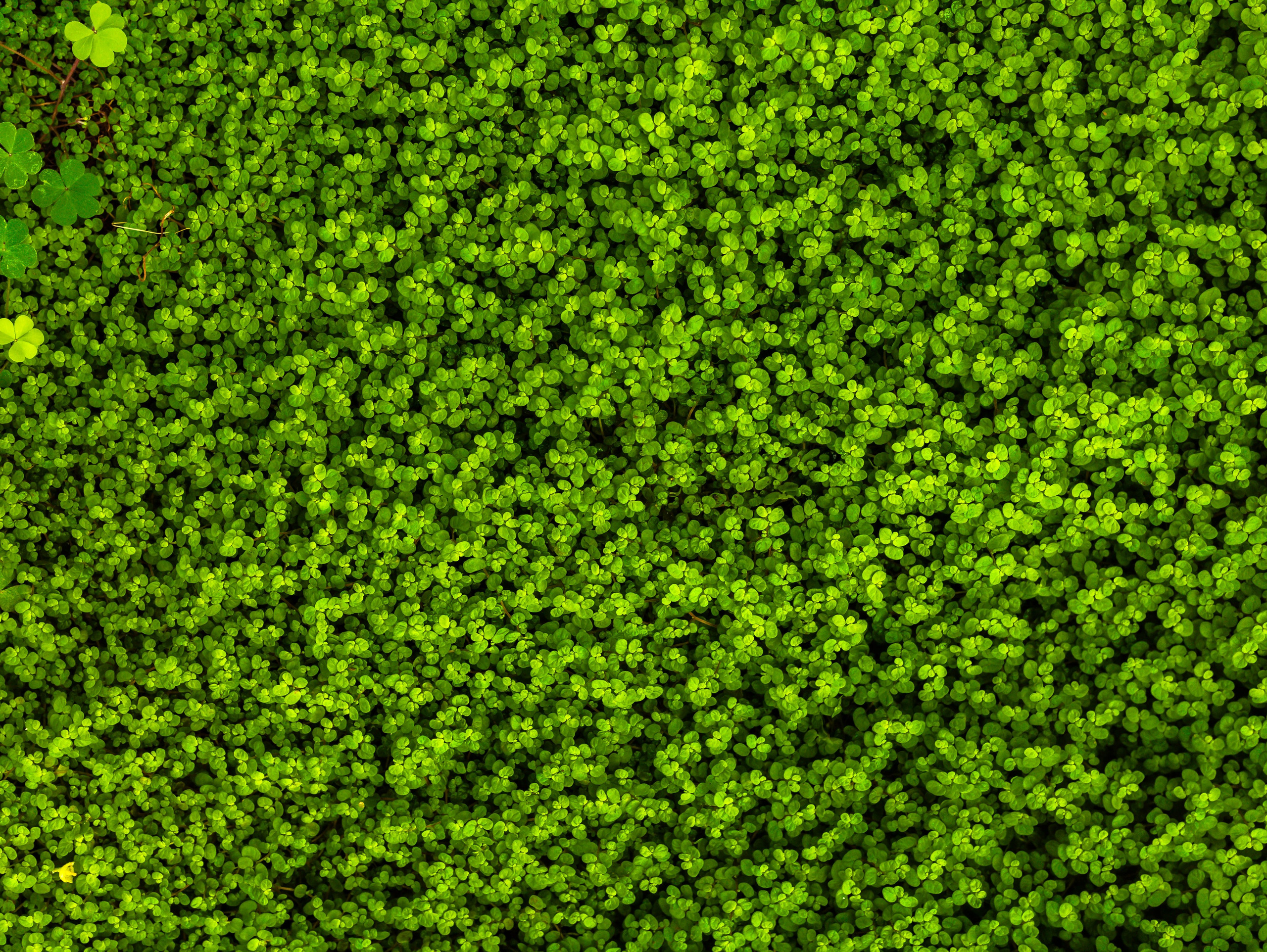 Фотографии природы Липецка. Свадебный и семейный фотограф Виолетта в Липецке