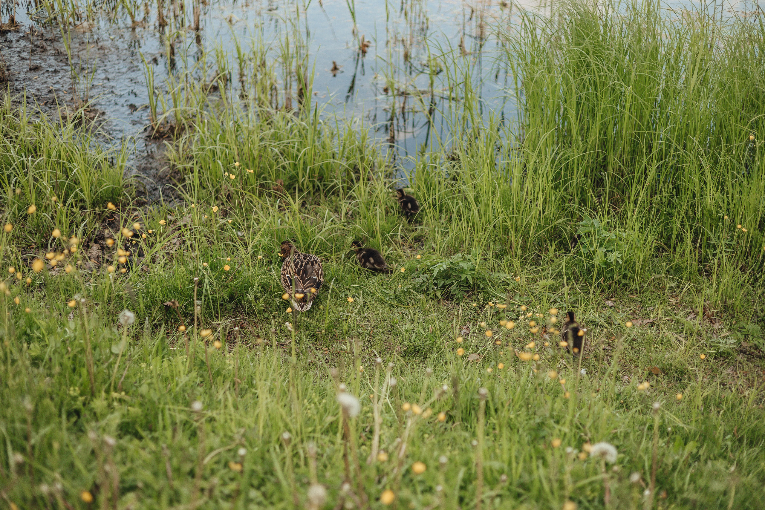 Прогулка по Царскому Селу. Свадебный и семейный фотограф Пушкин Царское Село СПБ Питер Санкт-Петербург и Рязань Ольга Козлова