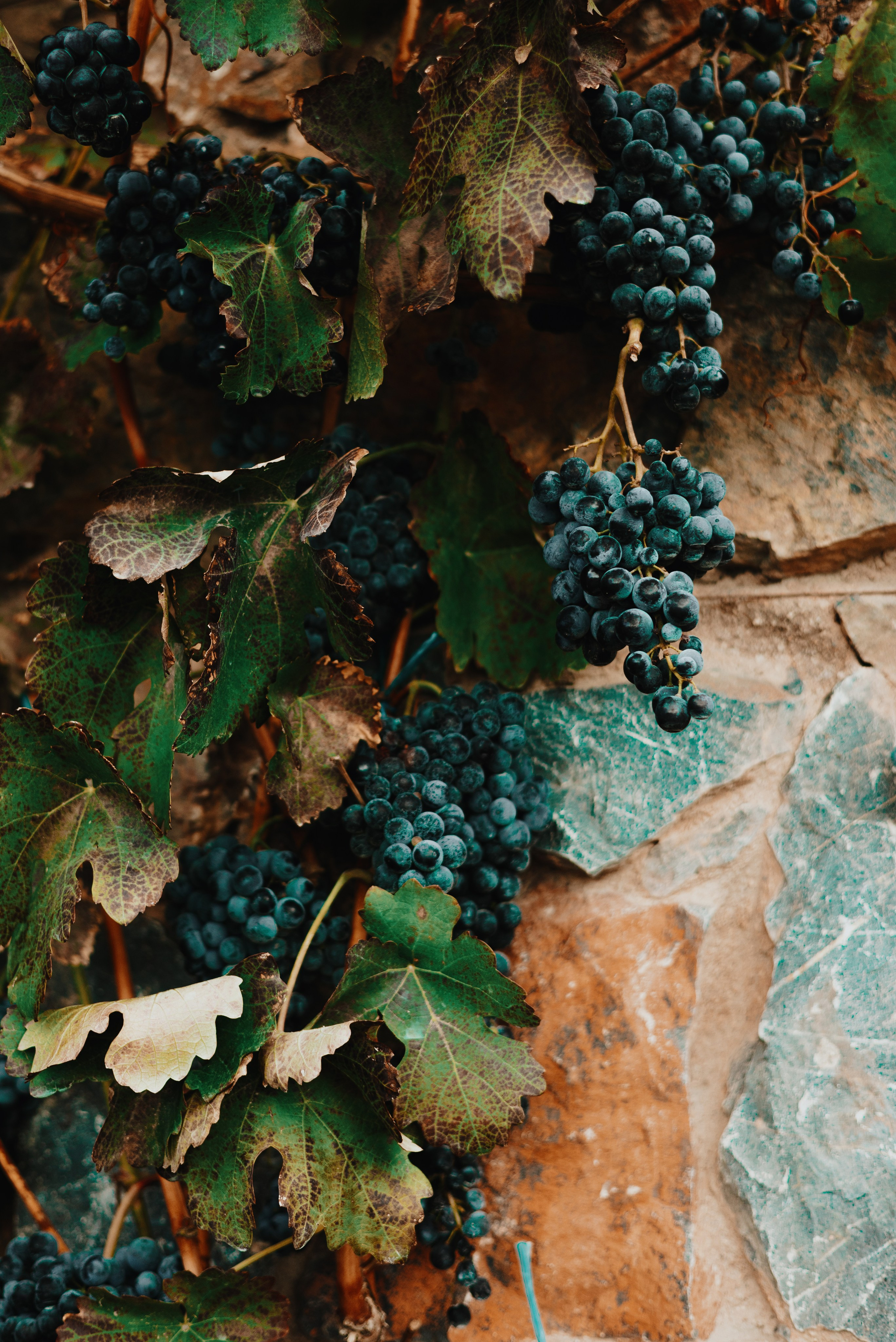 Вохчуйн, это Армения!. Свадебный фотограф. Краснодар, Сочи, Новороссийск. Вадим Мерье