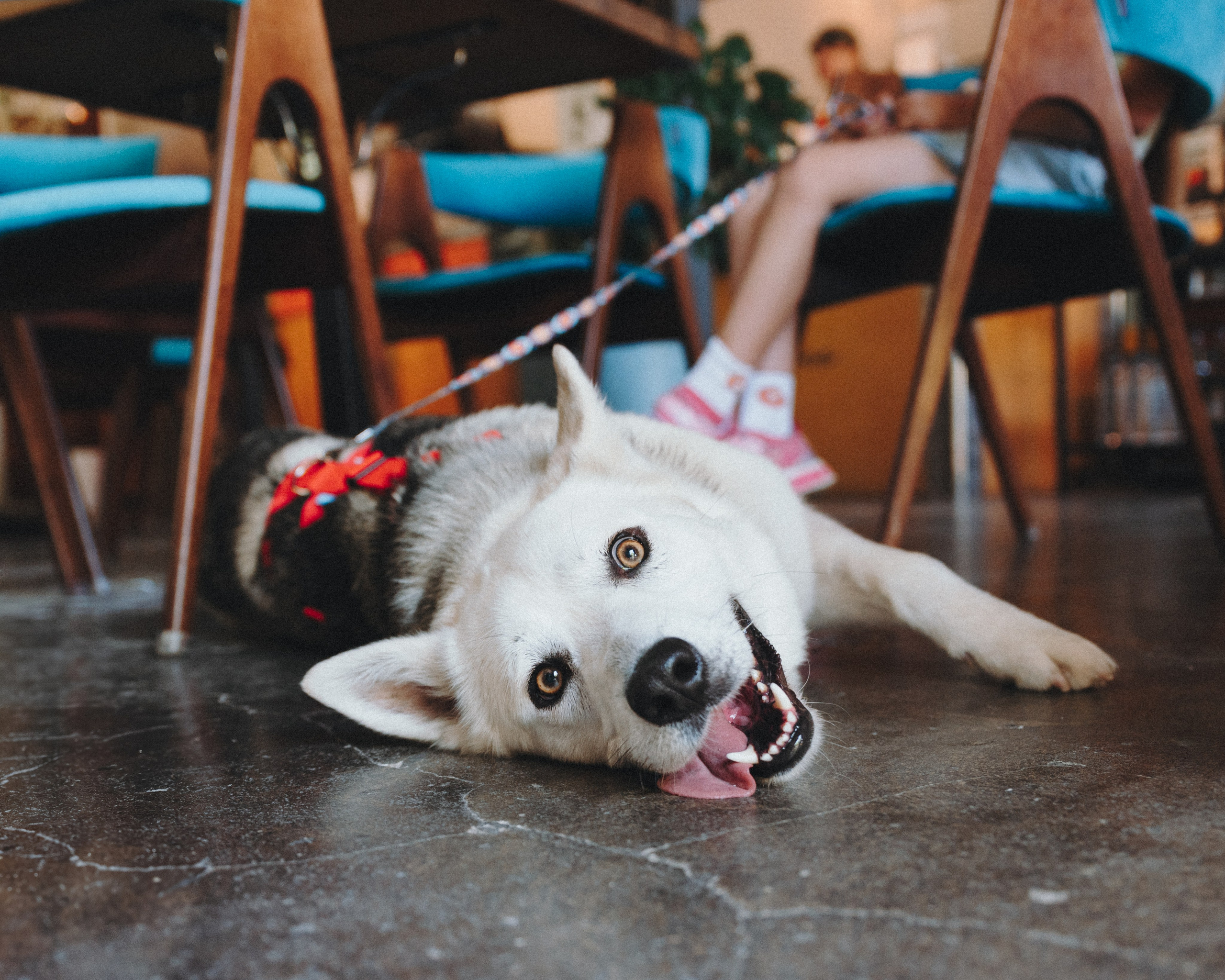 Животные. Фотограф Сочи-Краснодар