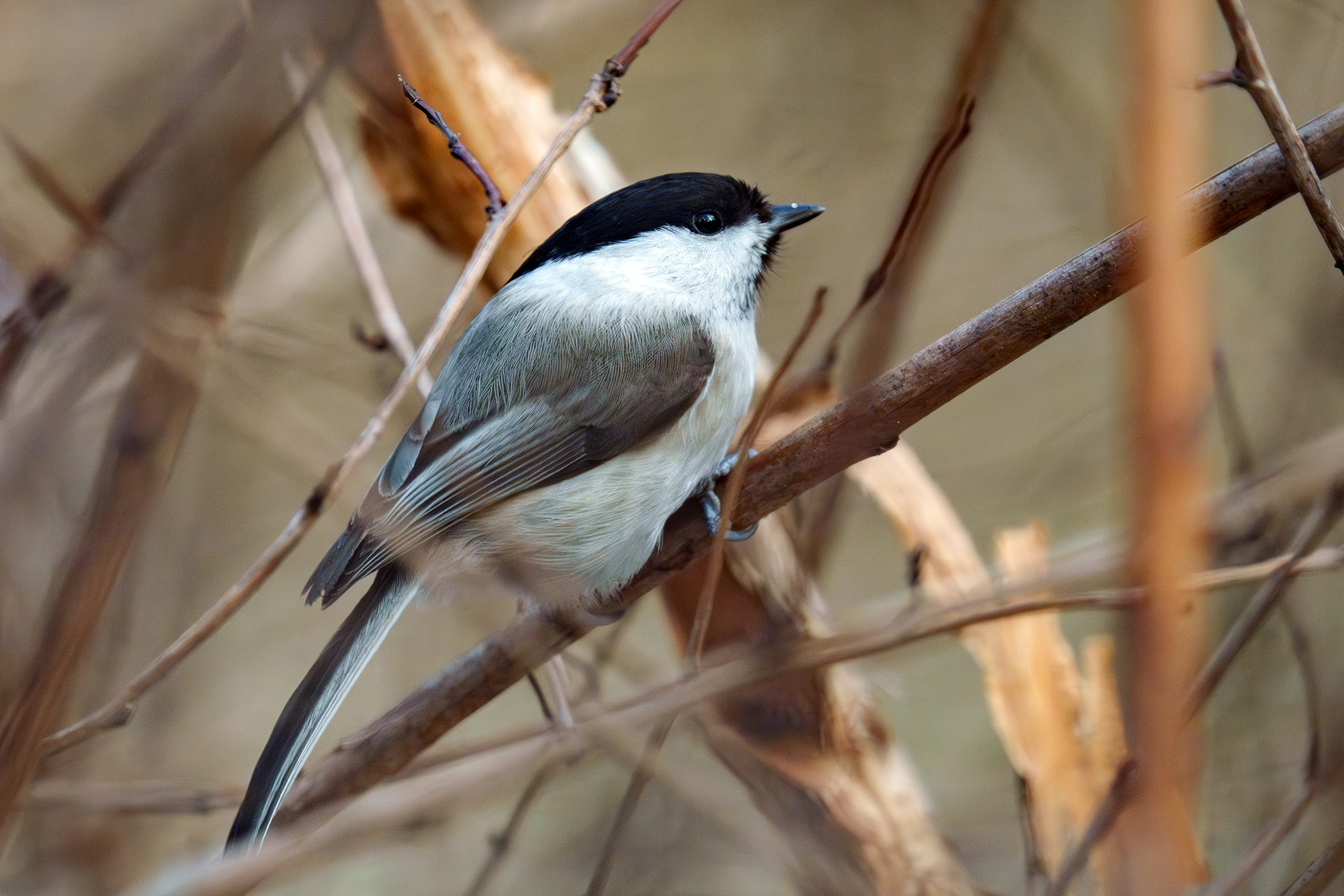 Удивительные мир птиц. Вокруг нас столько прекрасного — присмотритесь!. Ваш личный фотограф Марина Волкова
