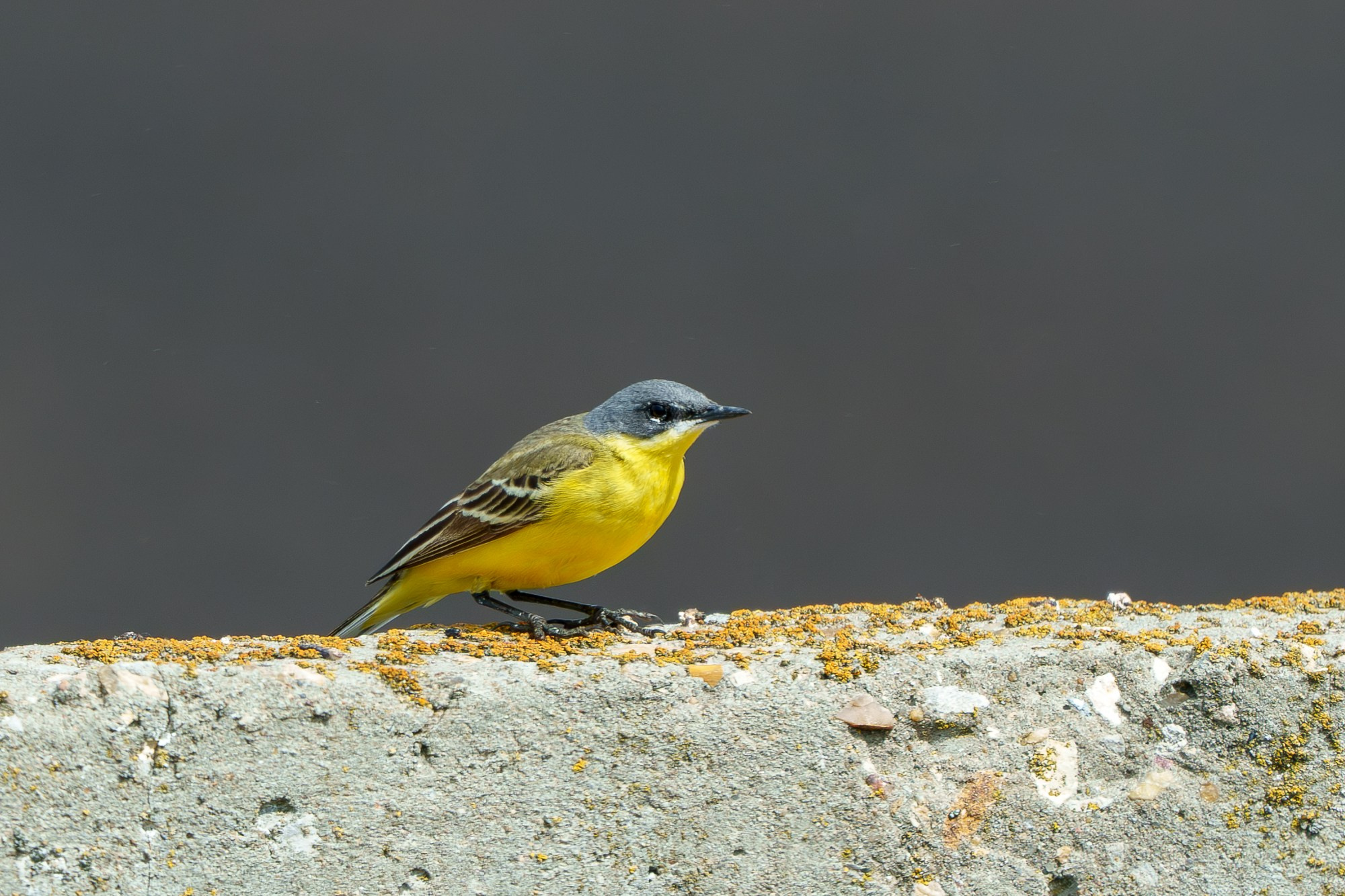 Удивительные мир птиц. Вокруг нас столько прекрасного — присмотритесь!. Ваш личный фотограф Марина Волкова