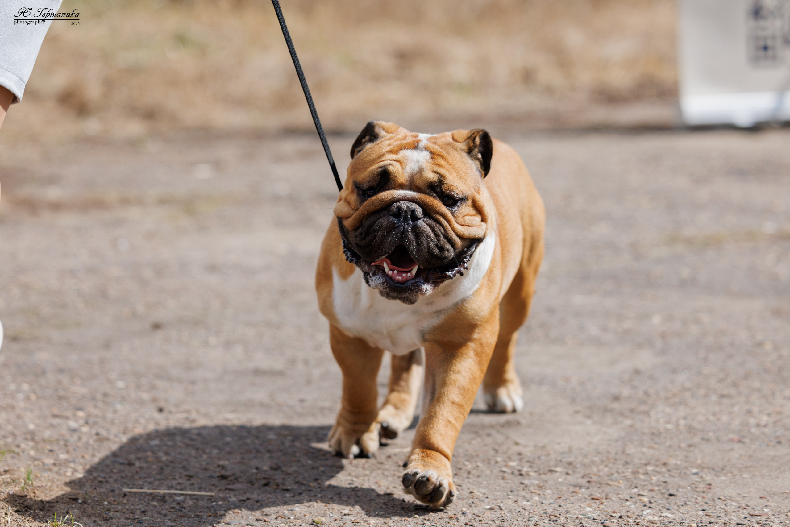 Тверь 10.08.2025. Фотограф-анималист Юлия Германика