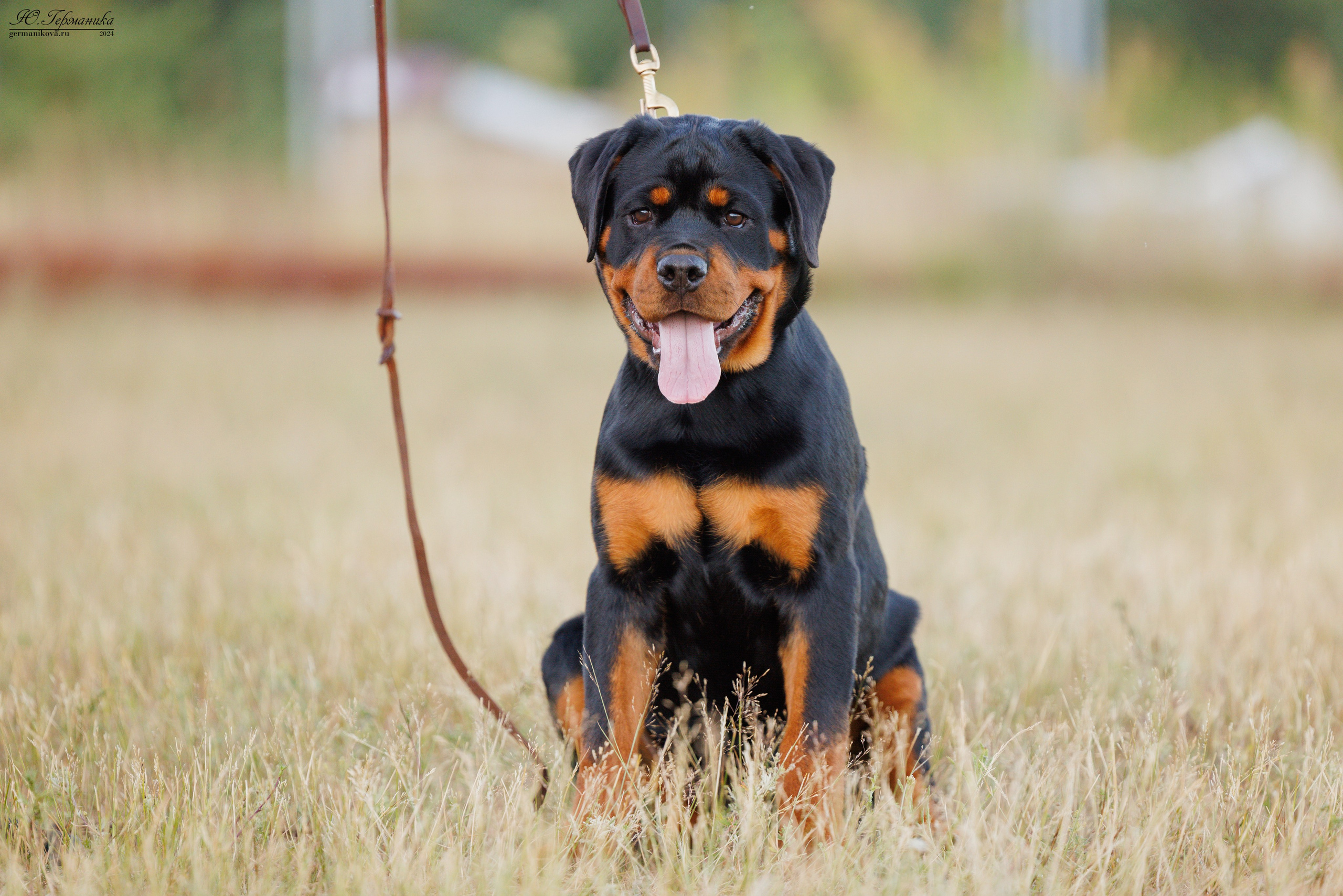 ПК и КЧК ротвейлеры Тверь 6-7.07.2024. Фотограф-анималист Юлия Германика