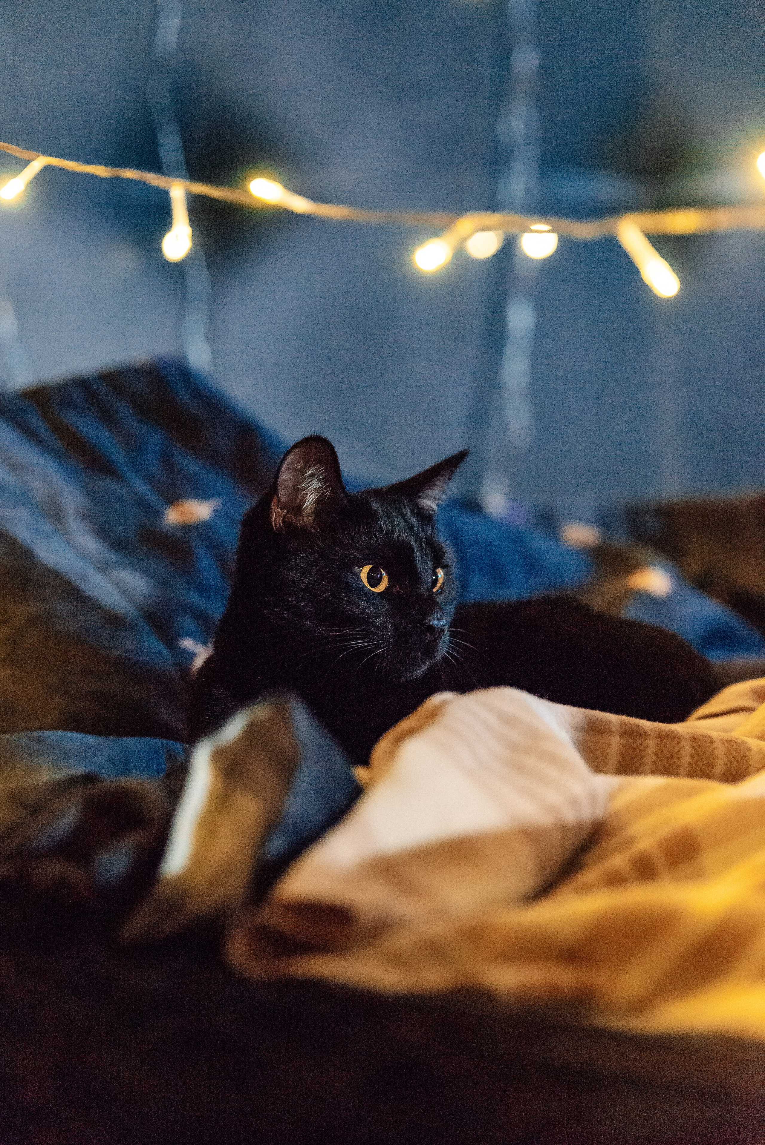 Светлана, Альфа и кошки ✨. Фотограф-анималист Анастасия Парфенова|Екатеринбург