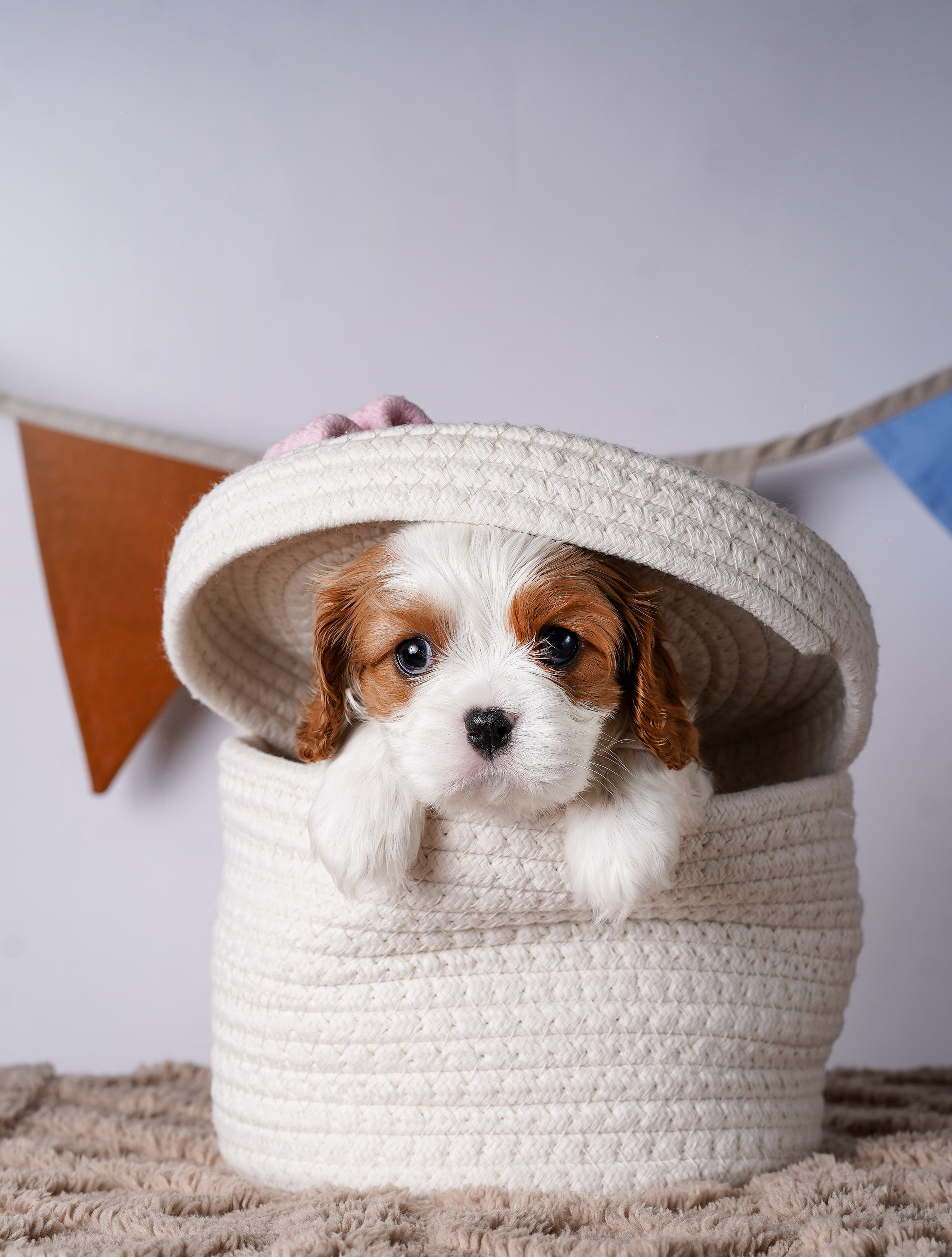 Щенки кавалер кинг чарльз спаниеля. Фотограф-анималист в Санкт-Петербурге Яна Мартынова