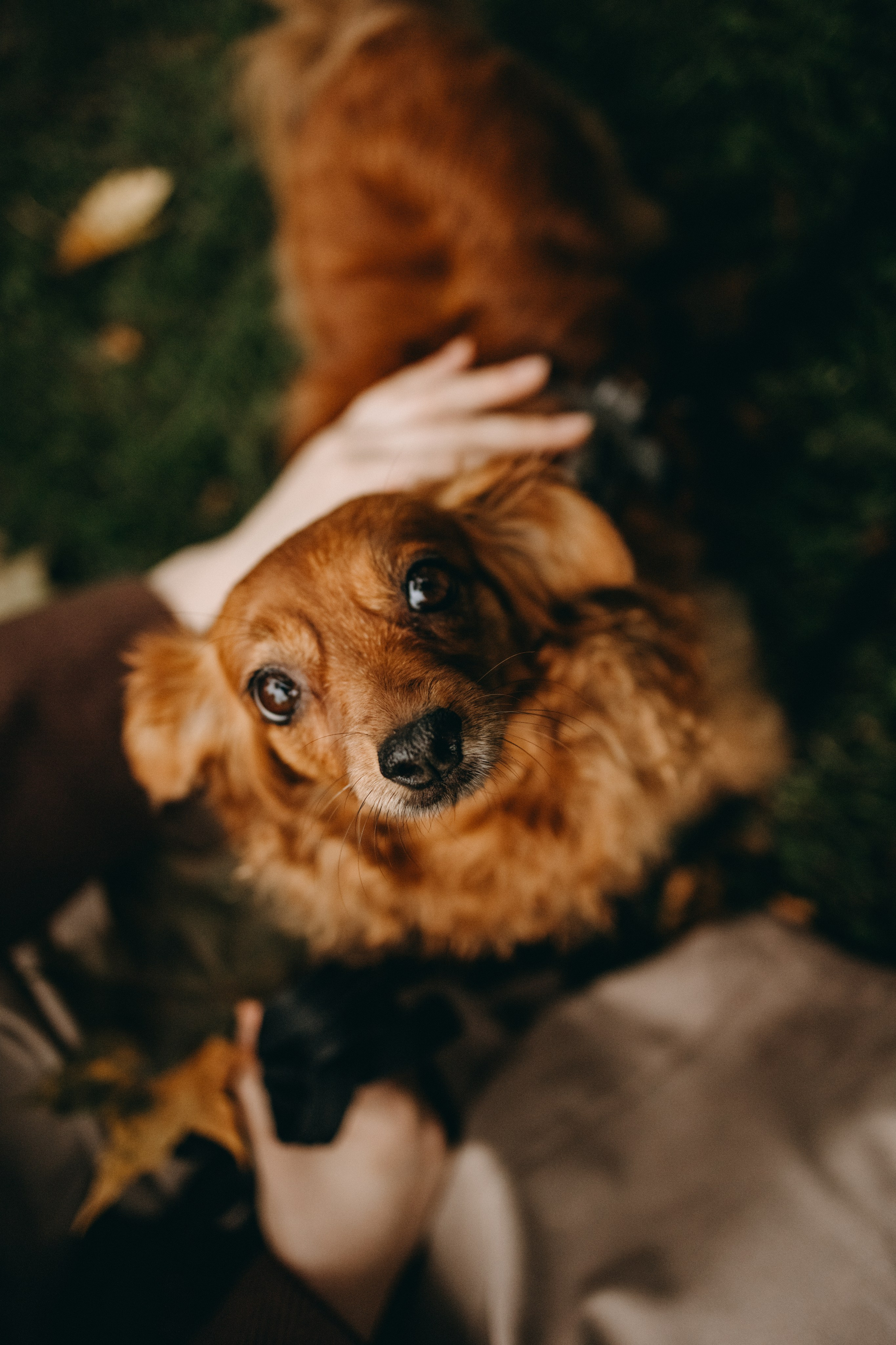 Жу и ее семья. Фотограф — Анималист | Санкт-Петербург