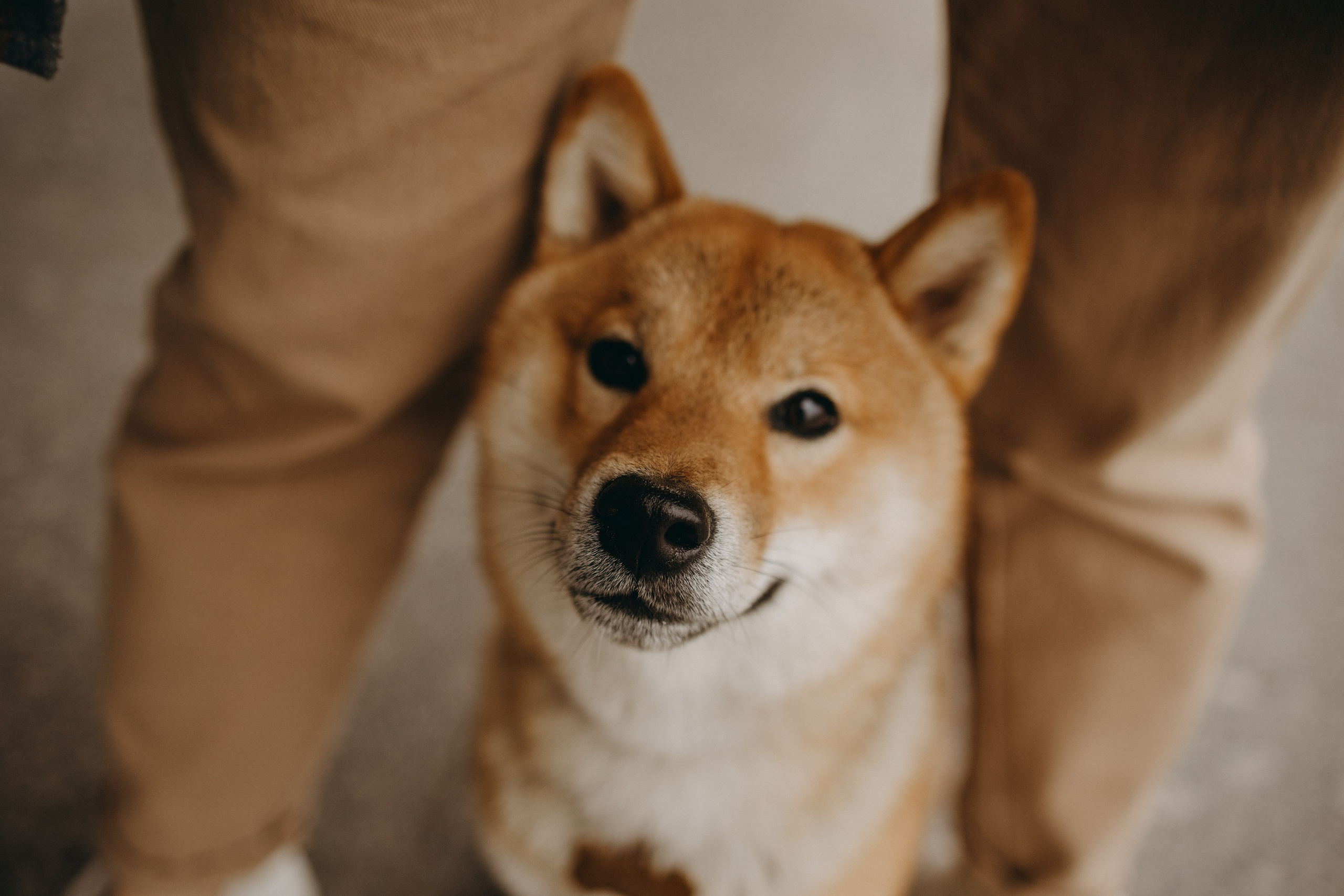 Сириус и его семья. Фотограф — Анималист | Санкт-Петербург