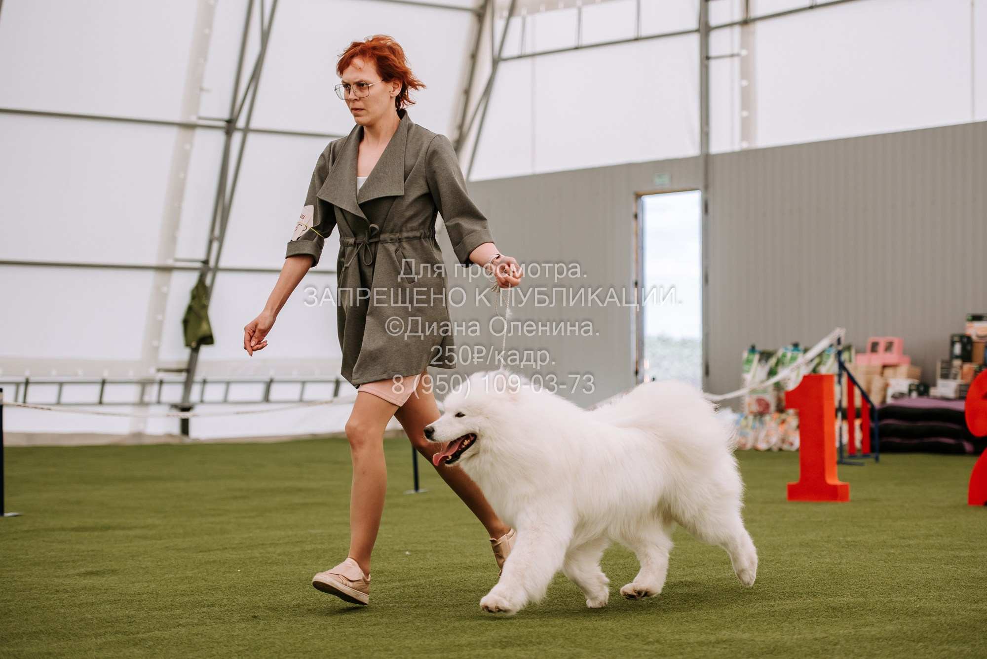 Выставка собак Красноярск 2.06. Фотограф Диана Оленина Красноярск / Братск