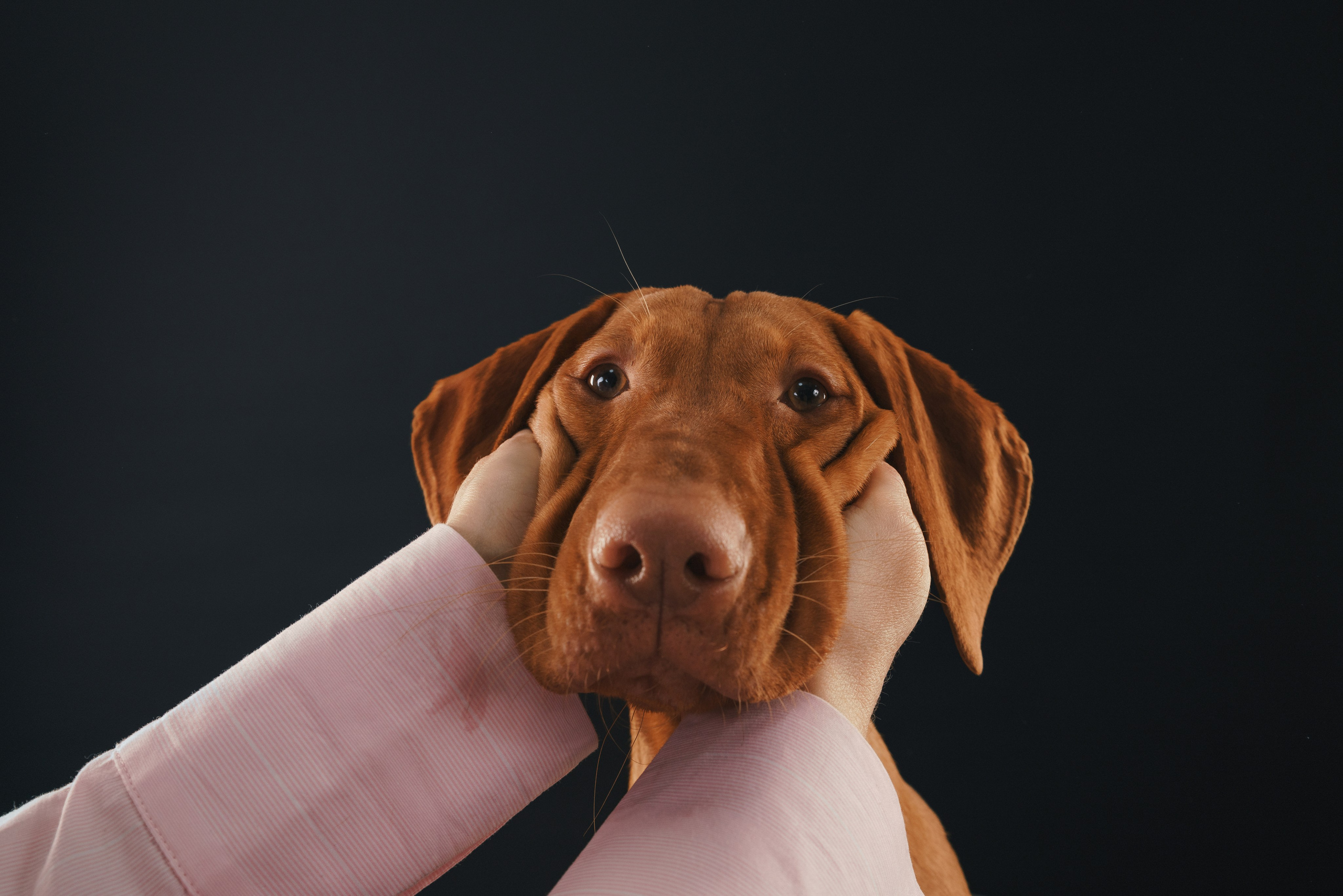 Выжла Гая. Фотограф анималист Осипчикова Мария