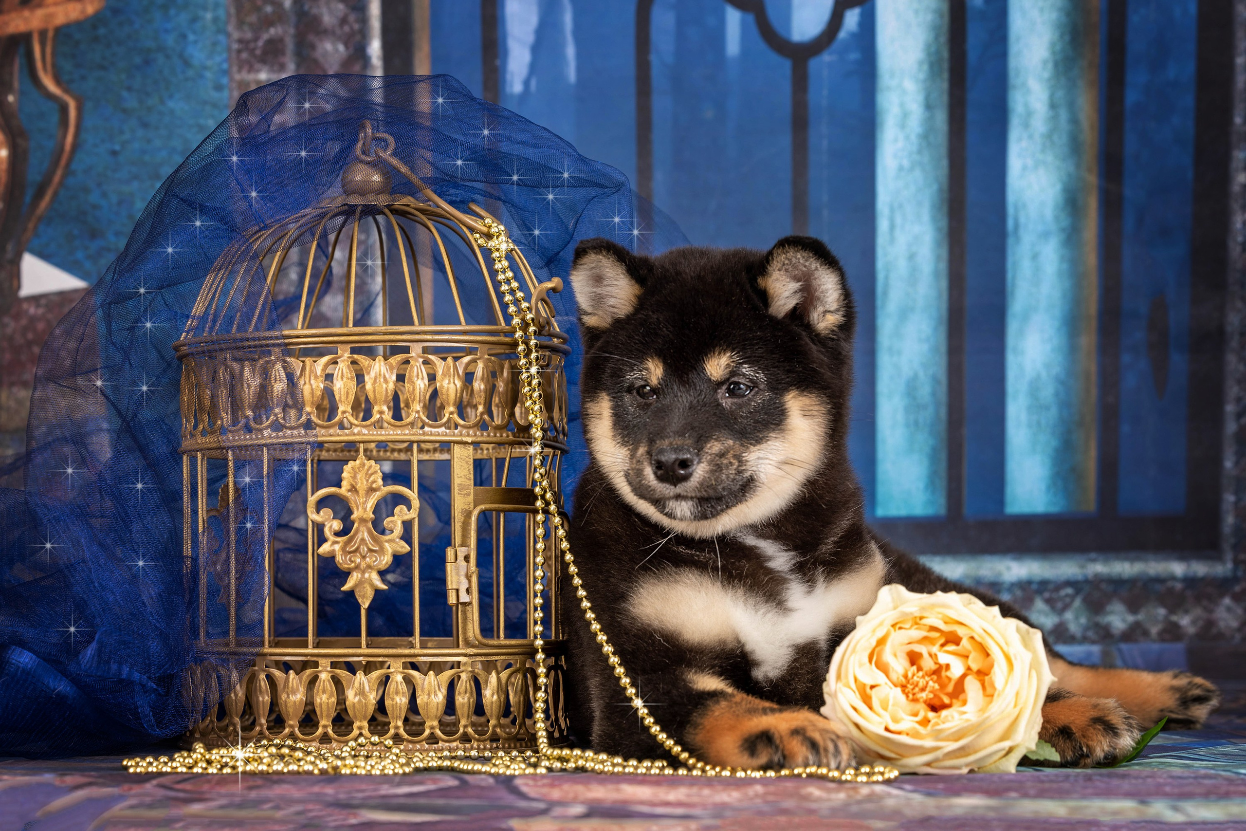 Тематические фоны с рисунком. Фотограф-анималист в Омске Екатерина Маричева