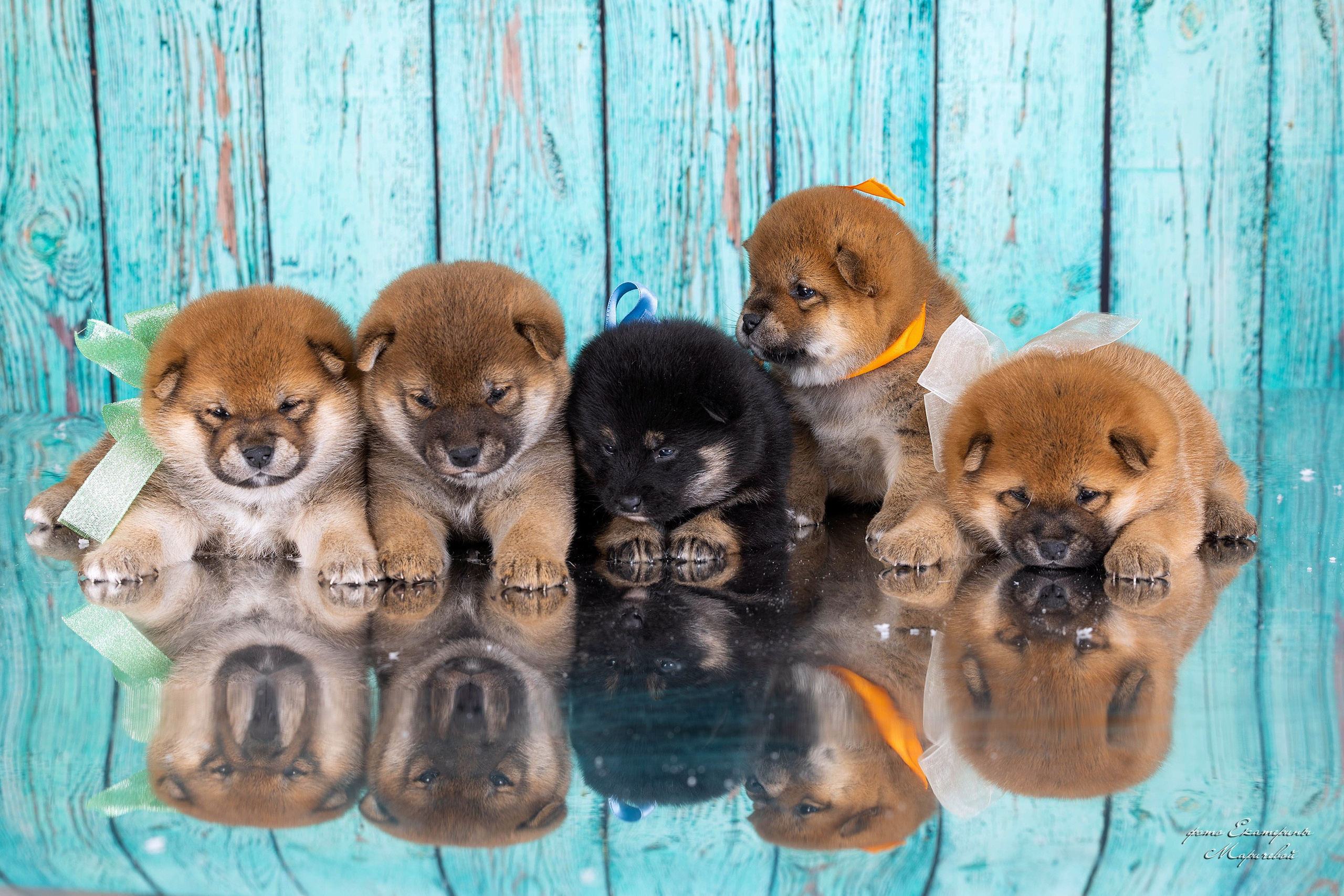 Тематические фоны с рисунком. Фотограф-анималист в Омске Екатерина Маричева