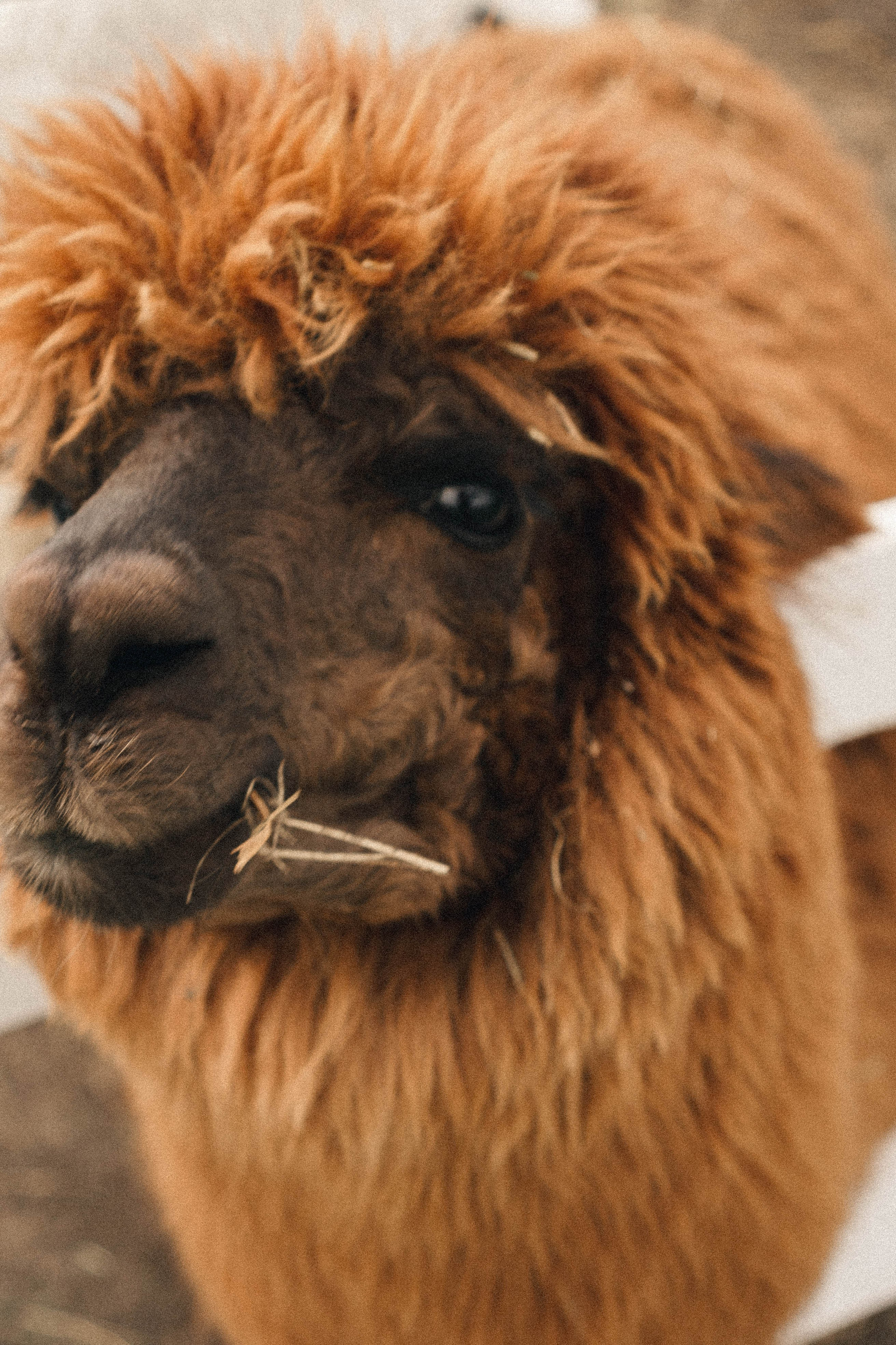 Ферма Альпак. Профессиональный фотограф, Санкт-Петербург — Виктория Богомолова