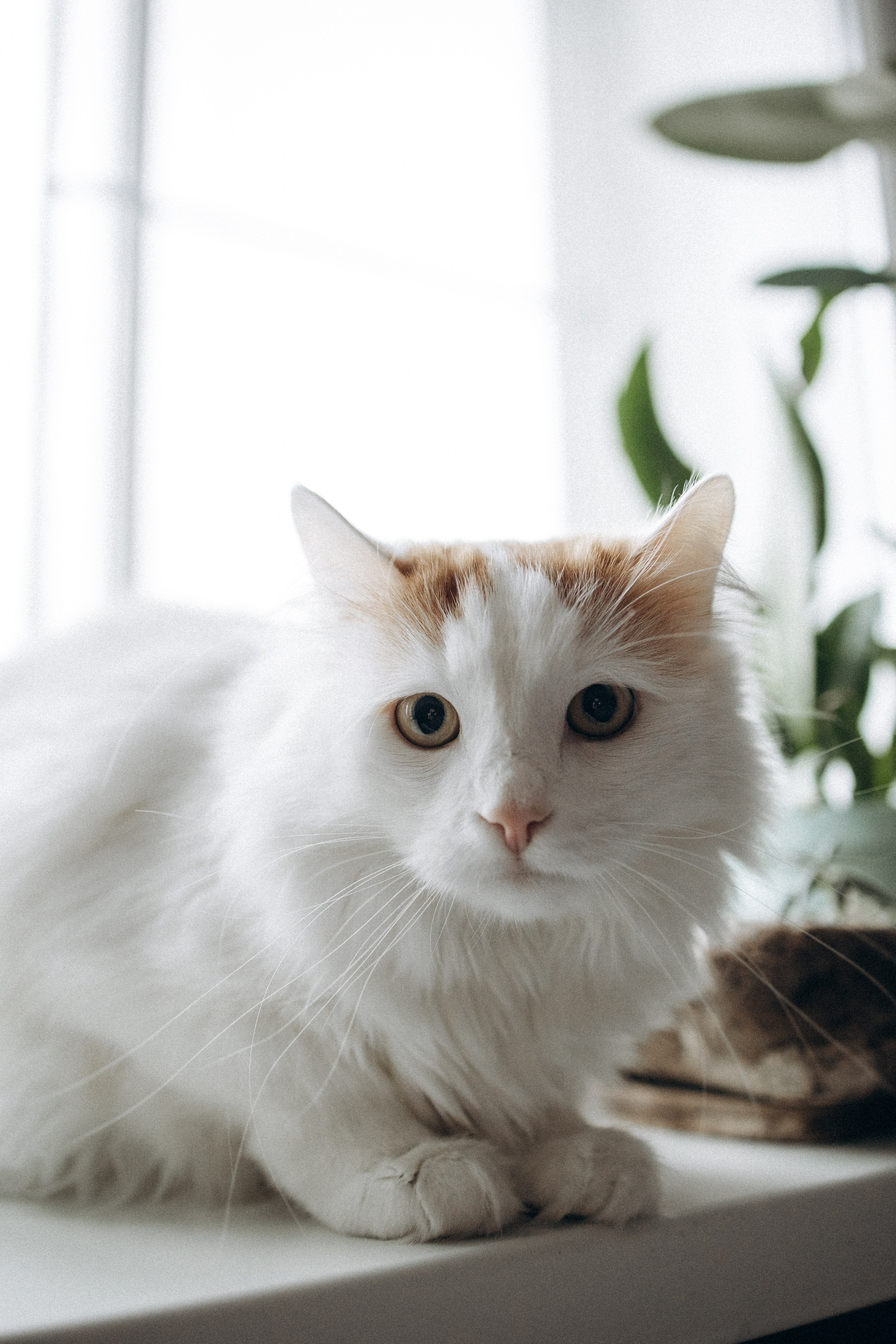 Маша и ее семья. Фотораф — анималист Мария Шистка