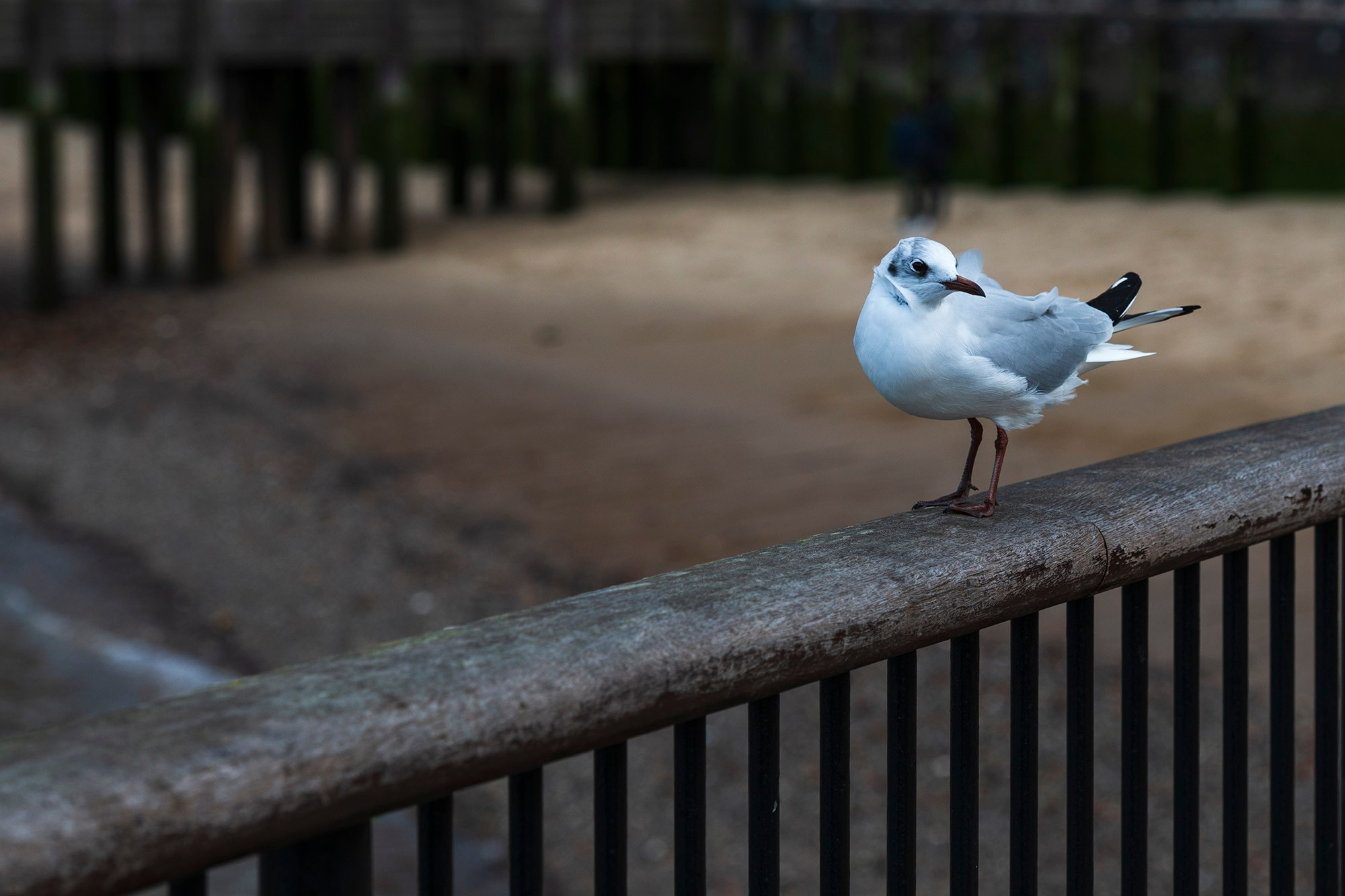 Визуальный мир