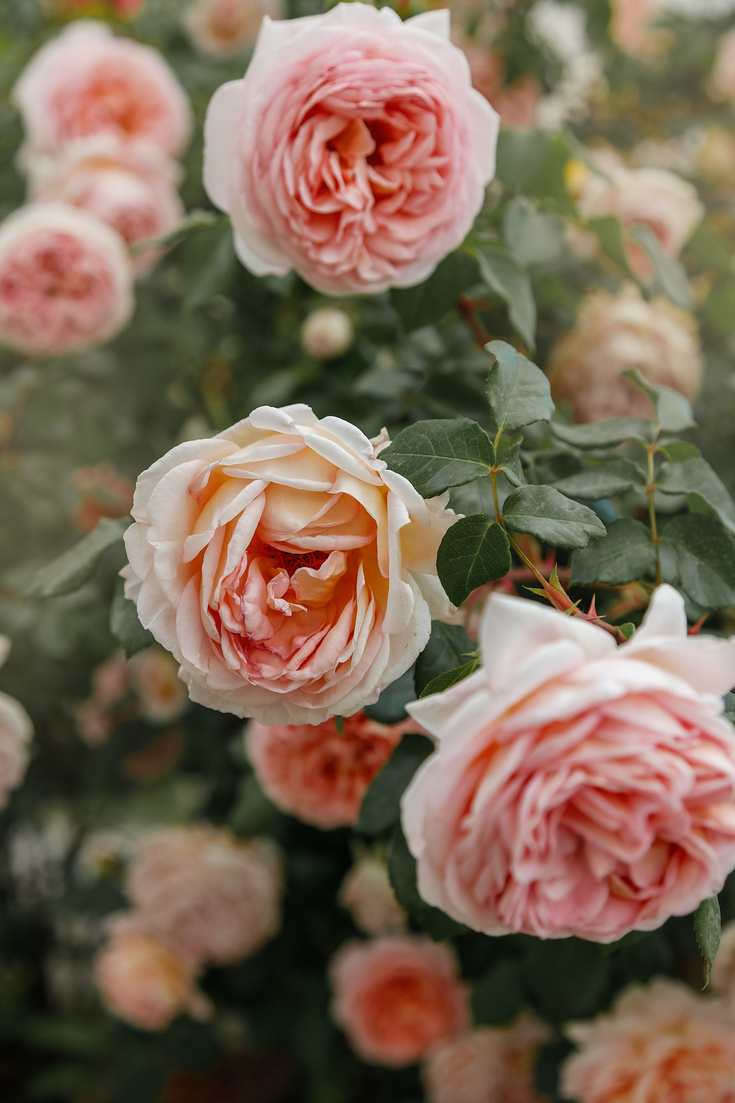 Проект «366»|2024|Фото каждый день. LENA GRACE photographer ||ЛЕНА ГРЭЙС фотограф