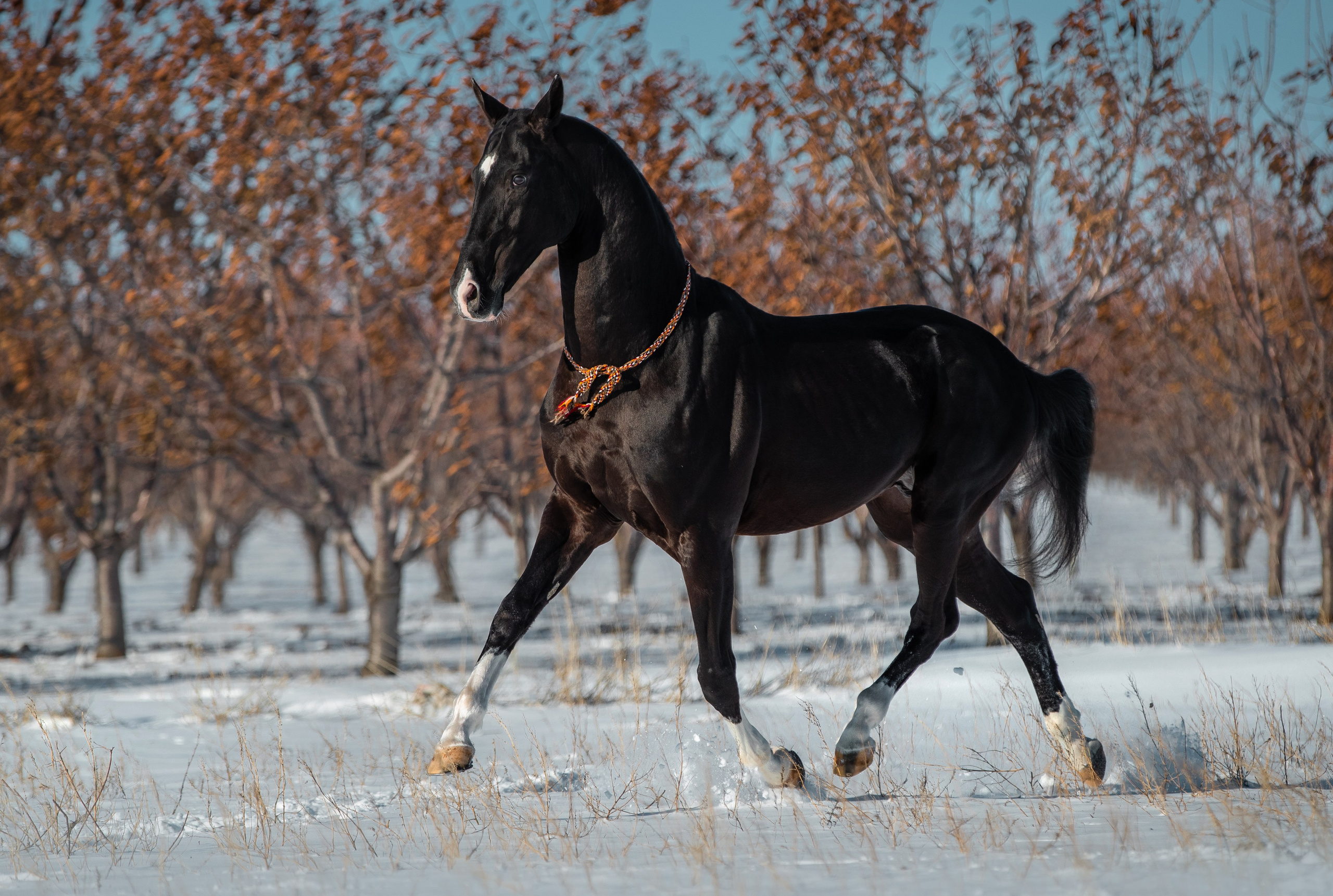 В движении. Фотограф-анималист Ксендзова Кристина
