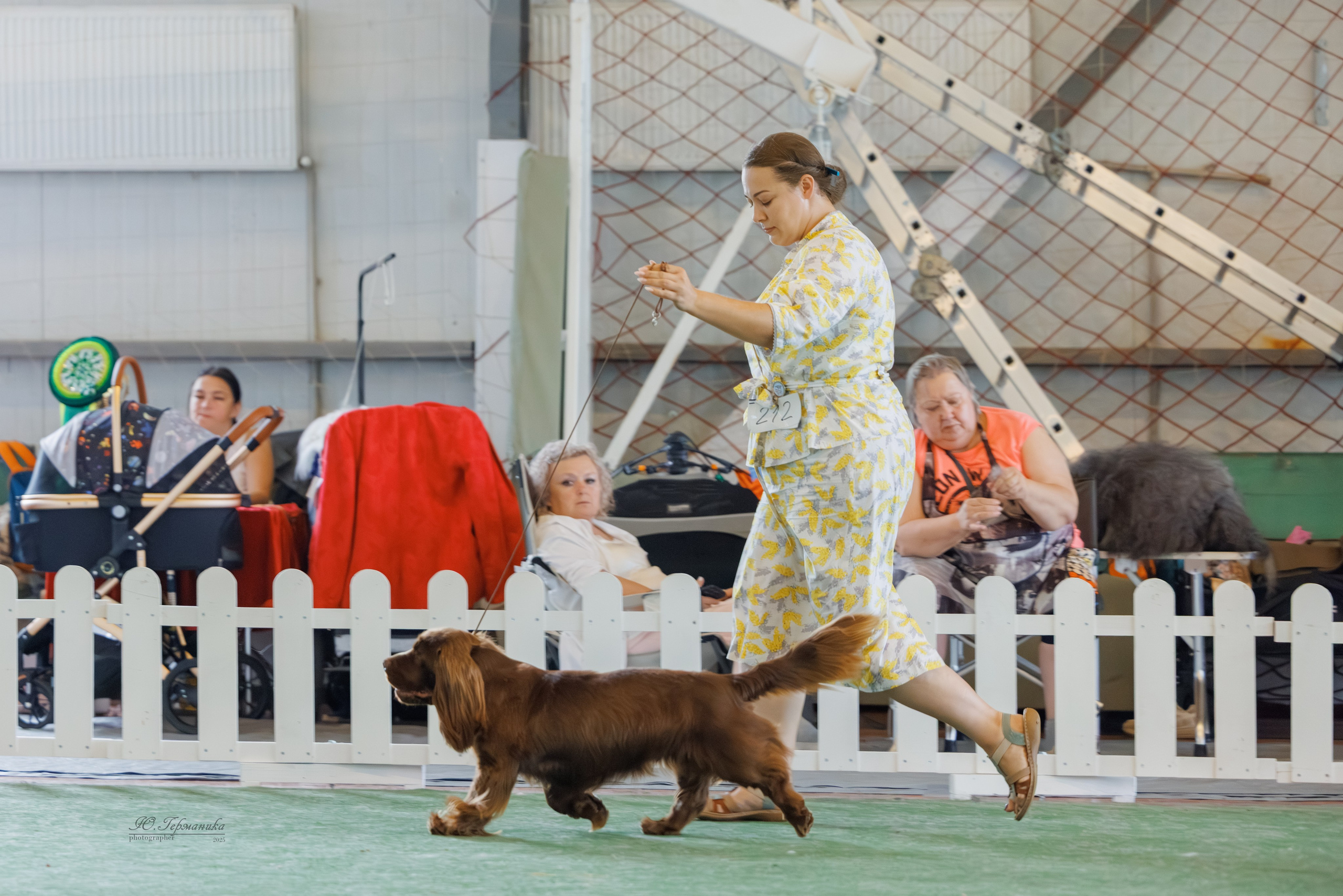 Батуми 3хCACIB 27-29.06.2025. Фотограф-анималист Юлия Германика