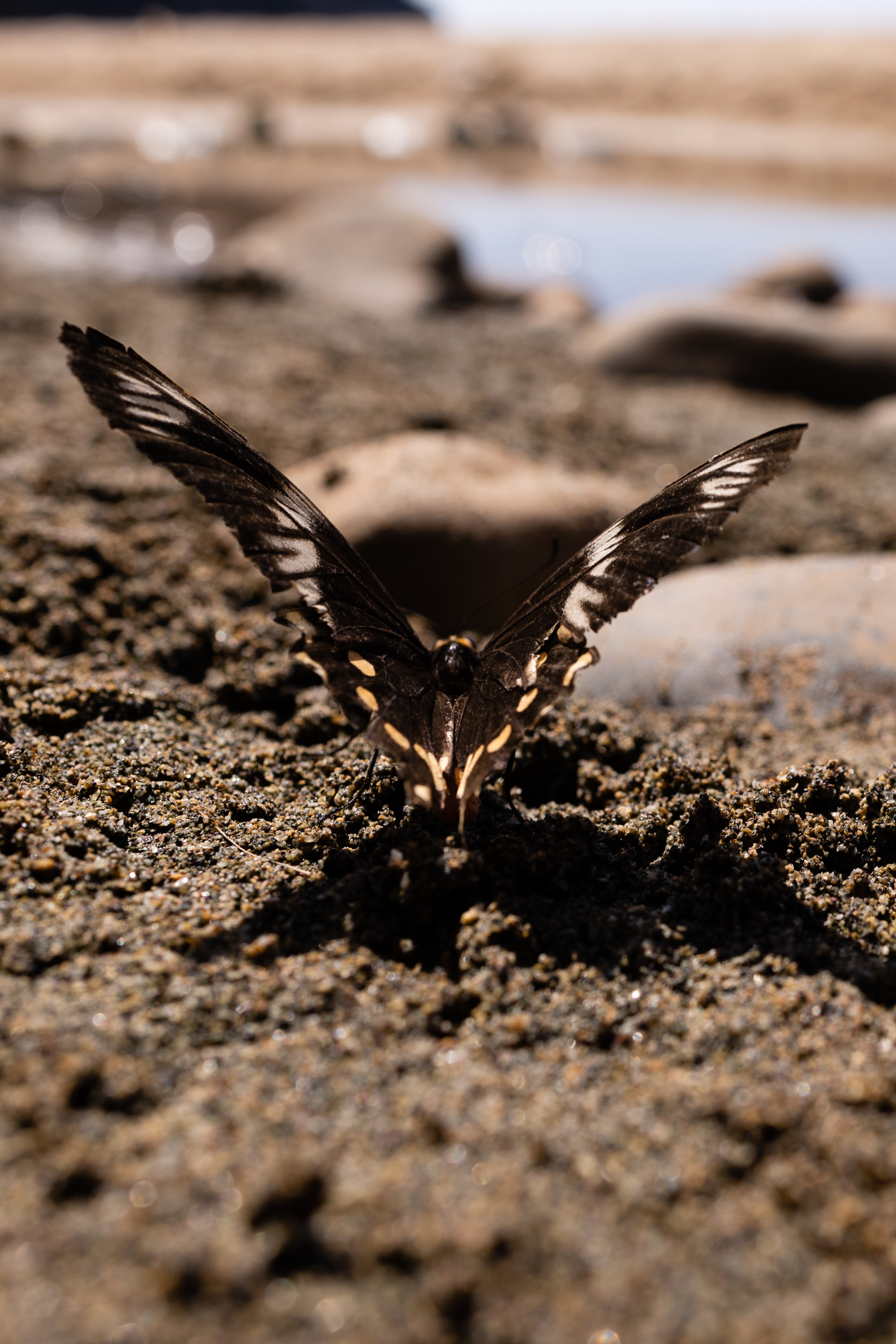 ГОА 2024. Руслан Плахтеев