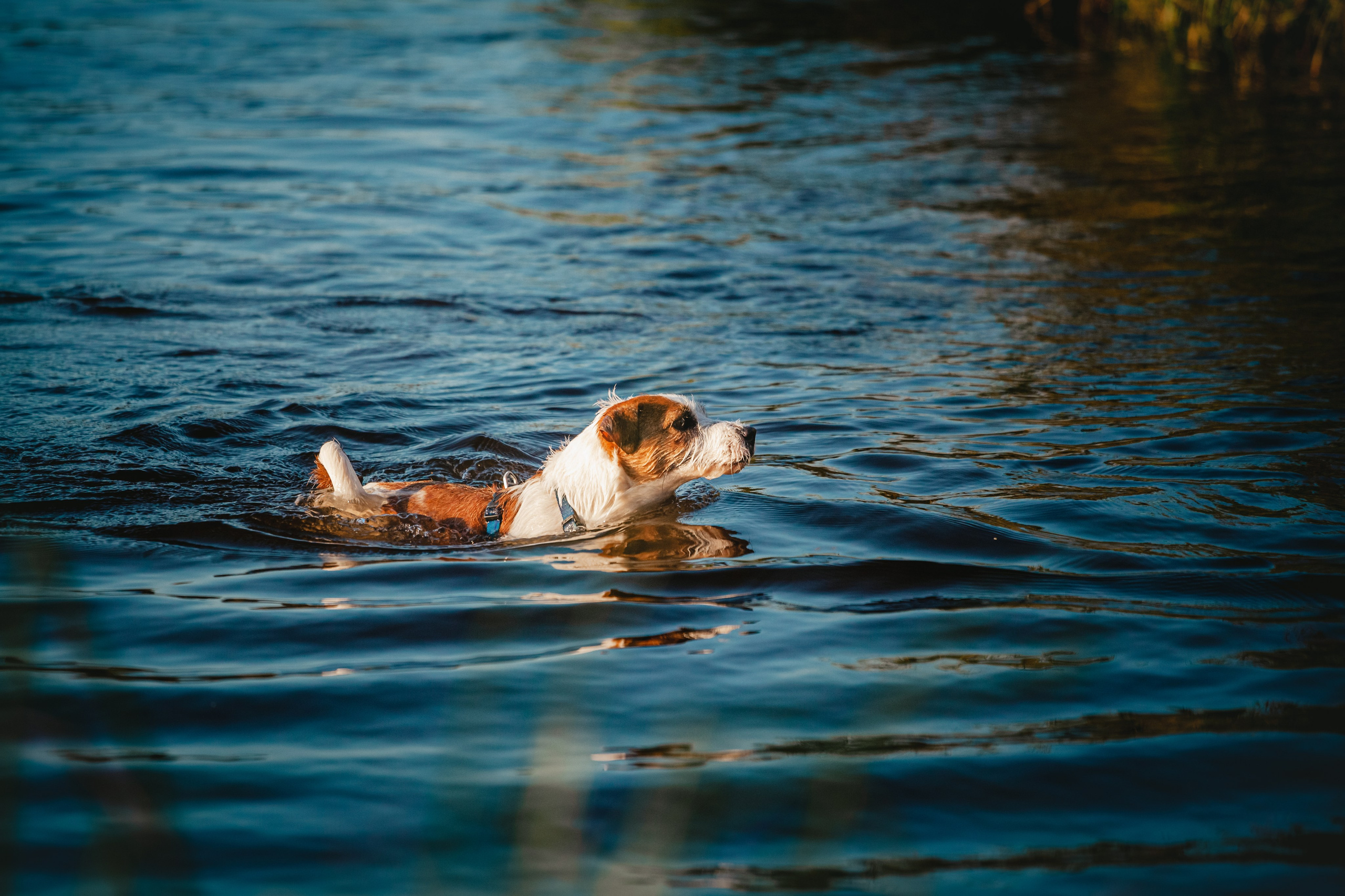 Фотопрогулка в Ленобласти. Фотограф-анималист Татьяна Степанова