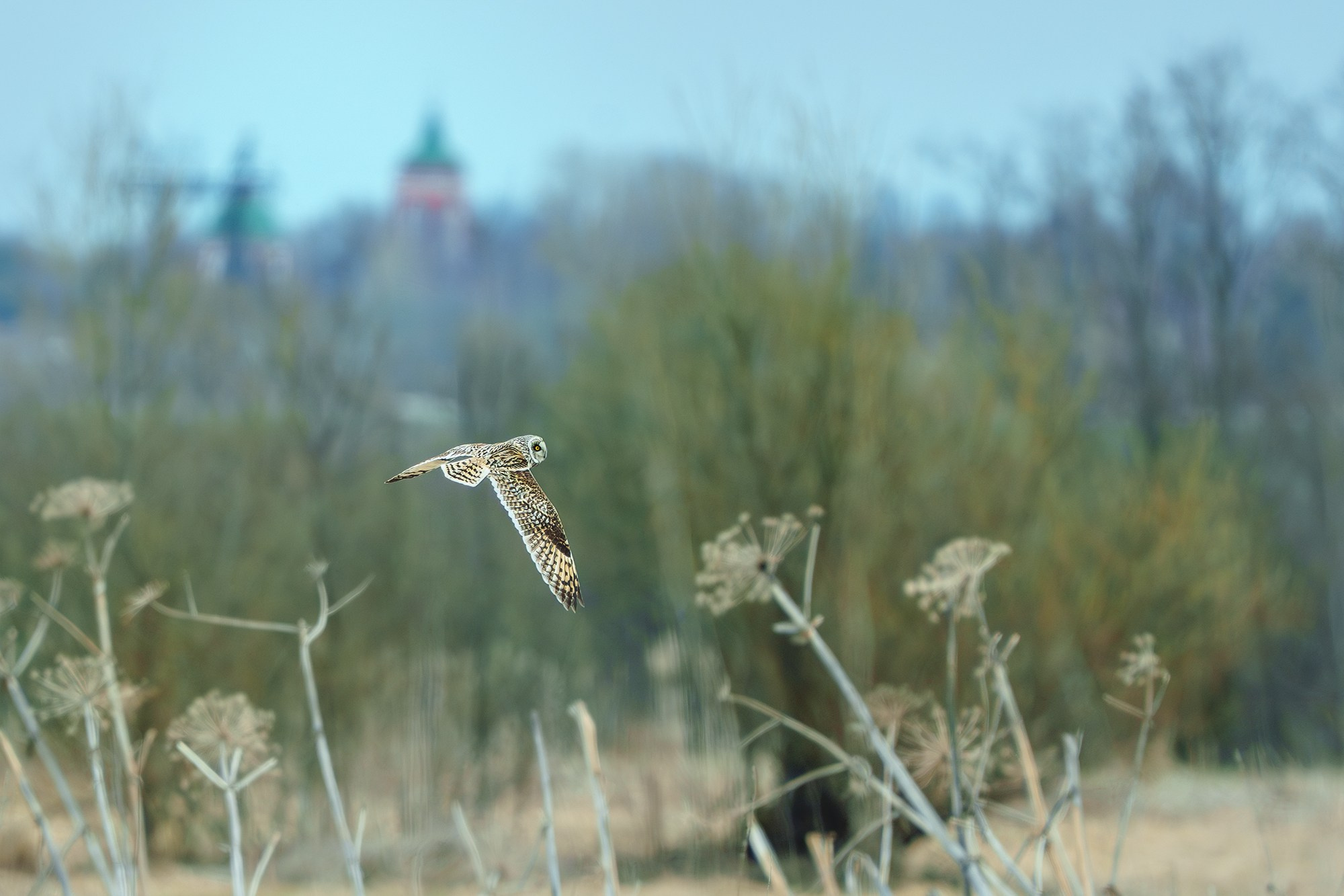 Удивительные мир птиц. Вокруг нас столько прекрасного — присмотритесь!. Ваш личный фотограф Марина Волкова