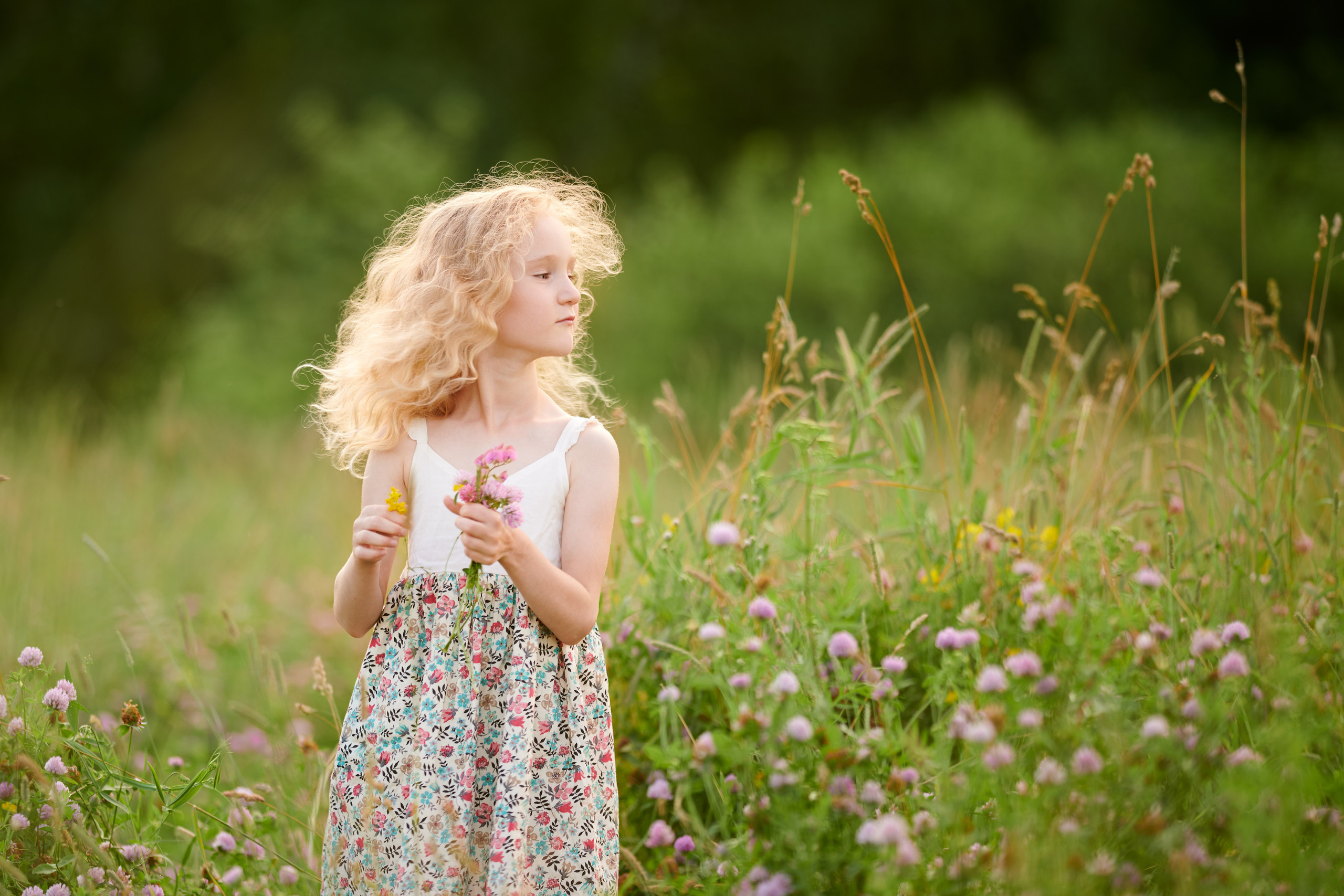 Полевые цветы