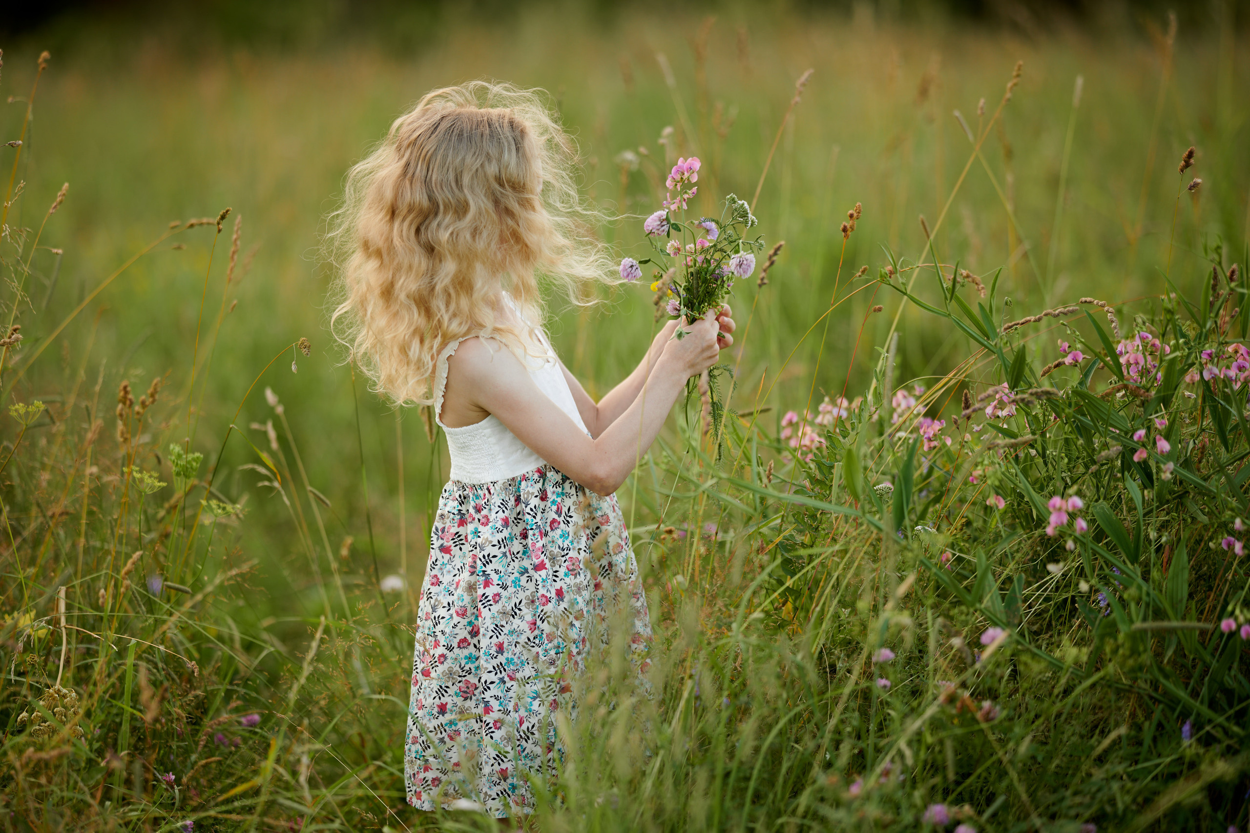 Полевые цветы
