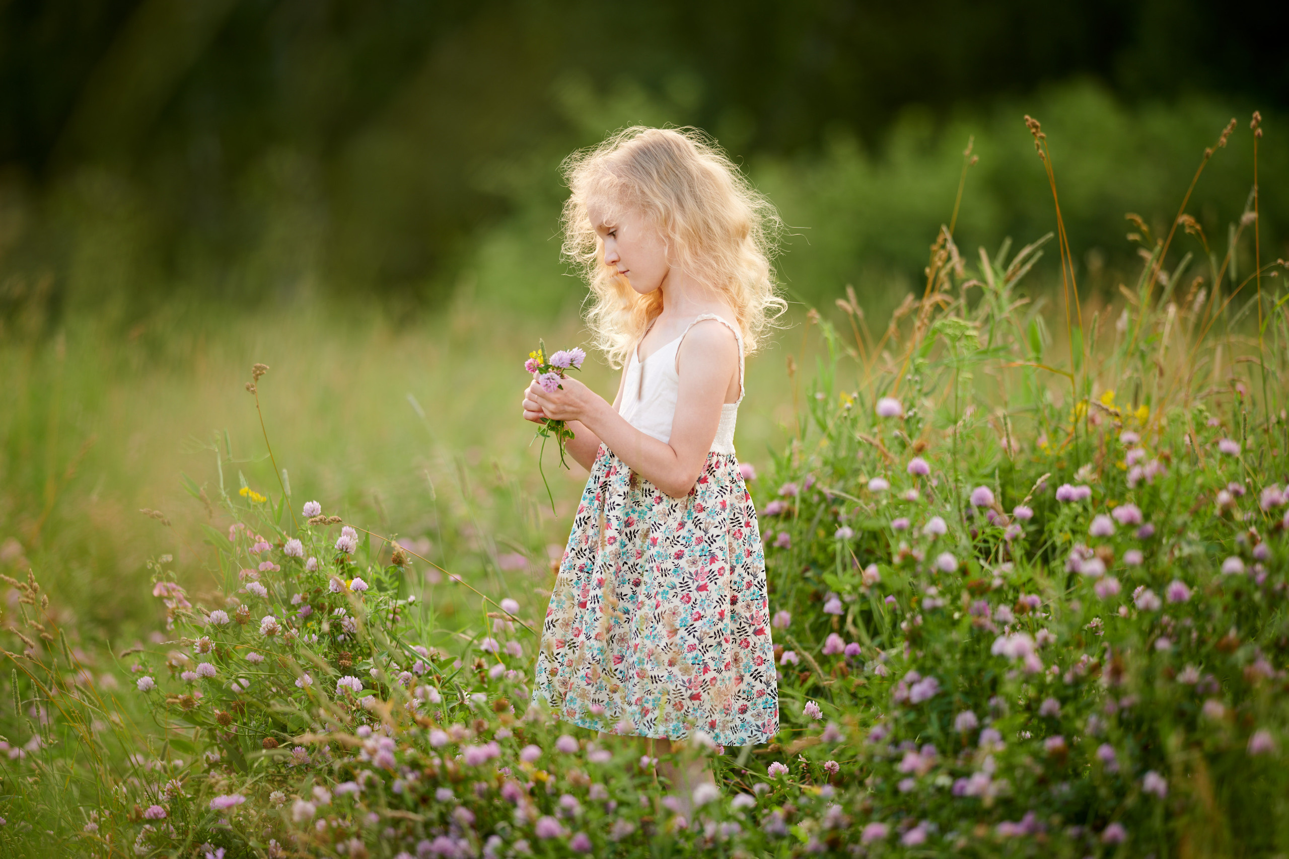 Полевые цветы