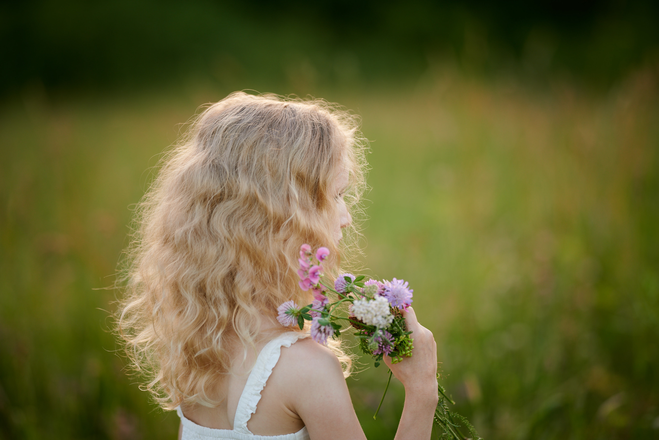 Полевые цветы