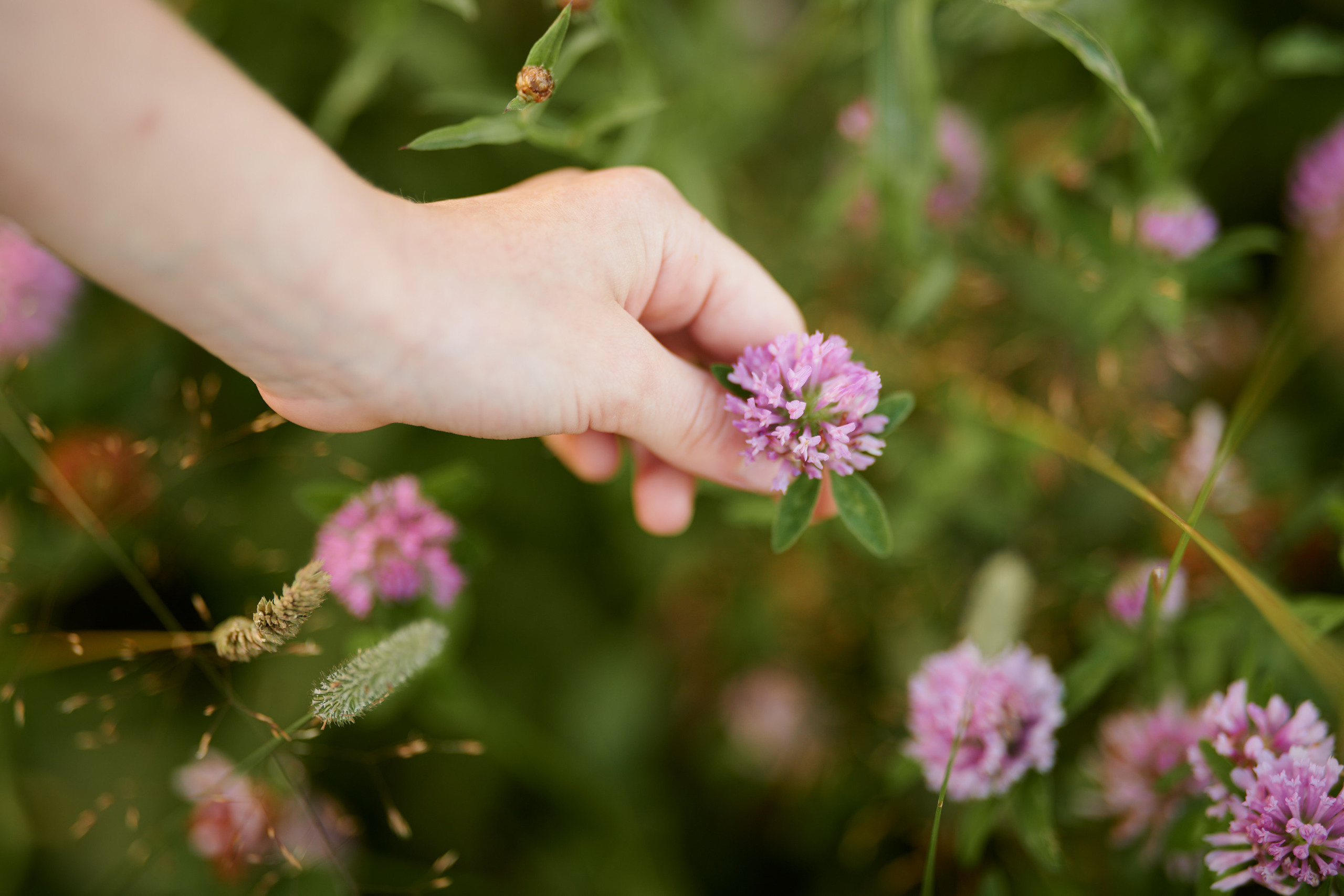 Полевые цветы