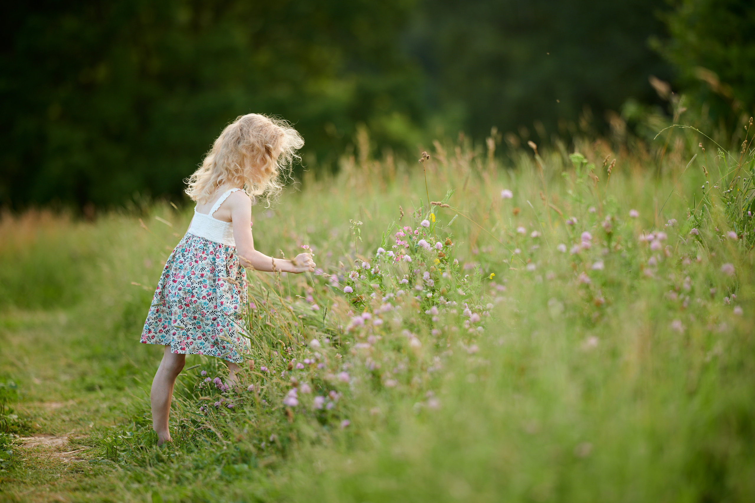 Полевые цветы