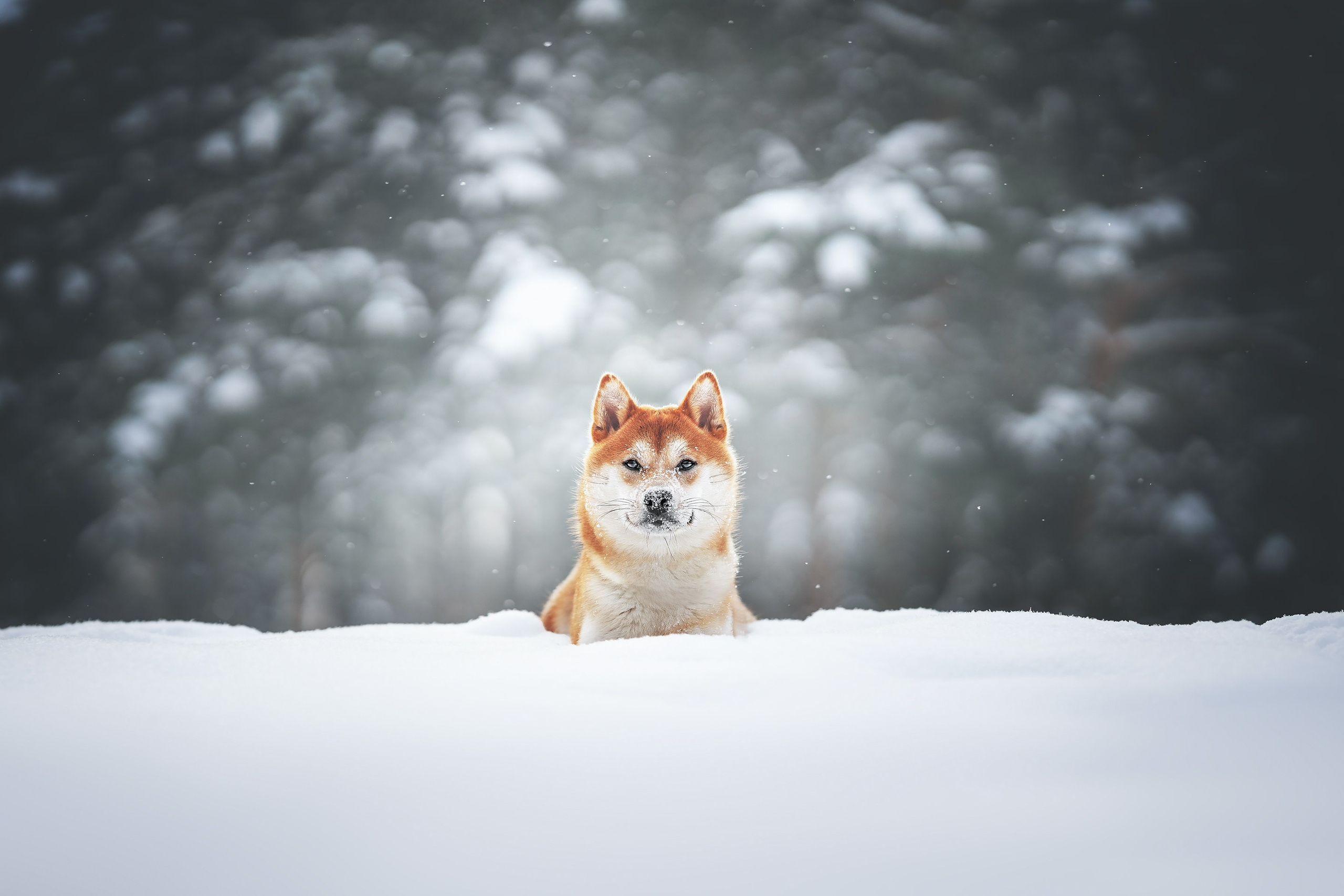 Сабуру. Фотограф анималист Осипчикова Мария