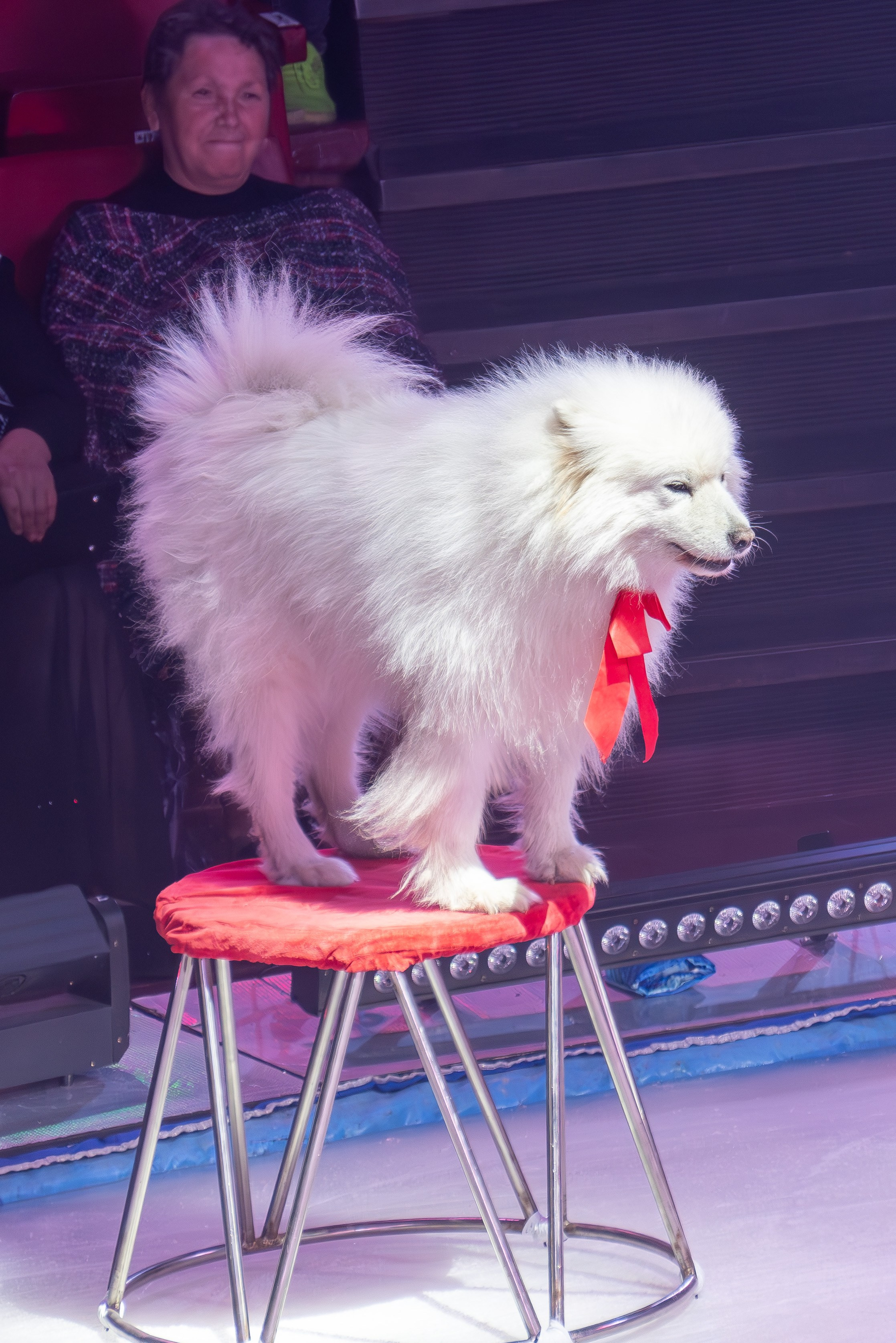 Цирк на льду «Айсберг» в Луганске. Фотограф в РФ и ЛНР Юлия Федосеева