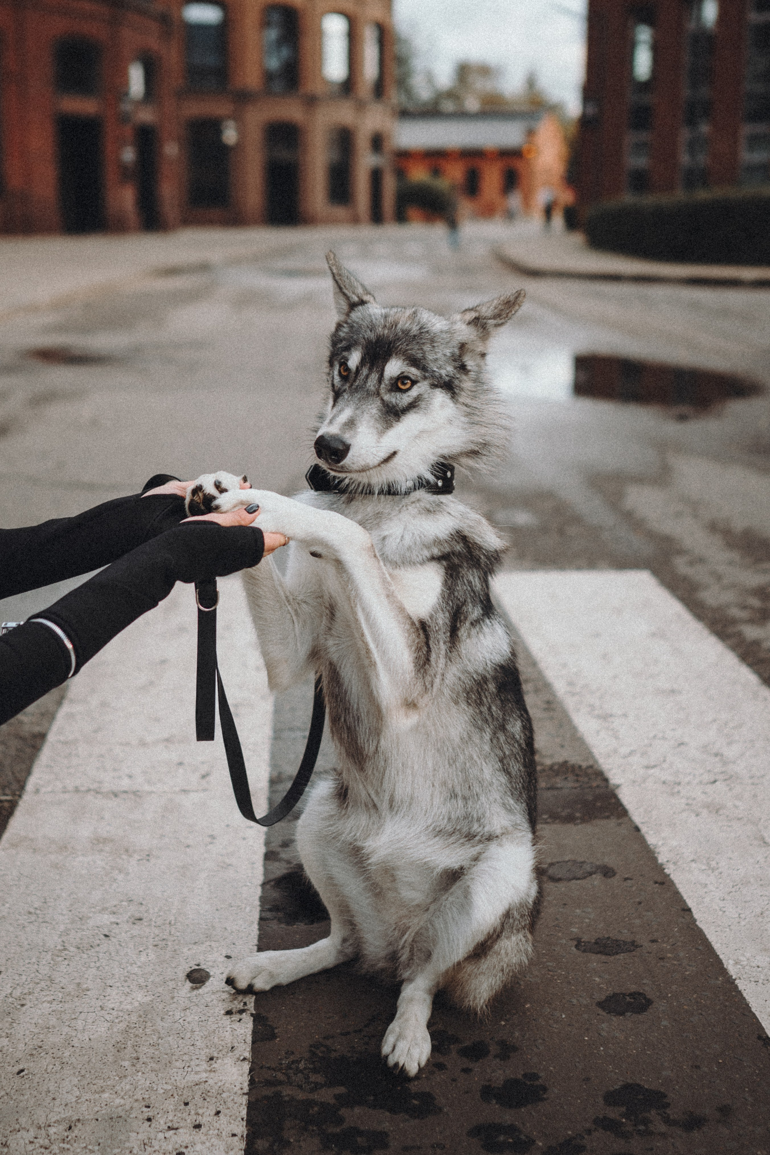 Вика и Кора. Семейный фотограф анималист Ананьева Мария — Москва