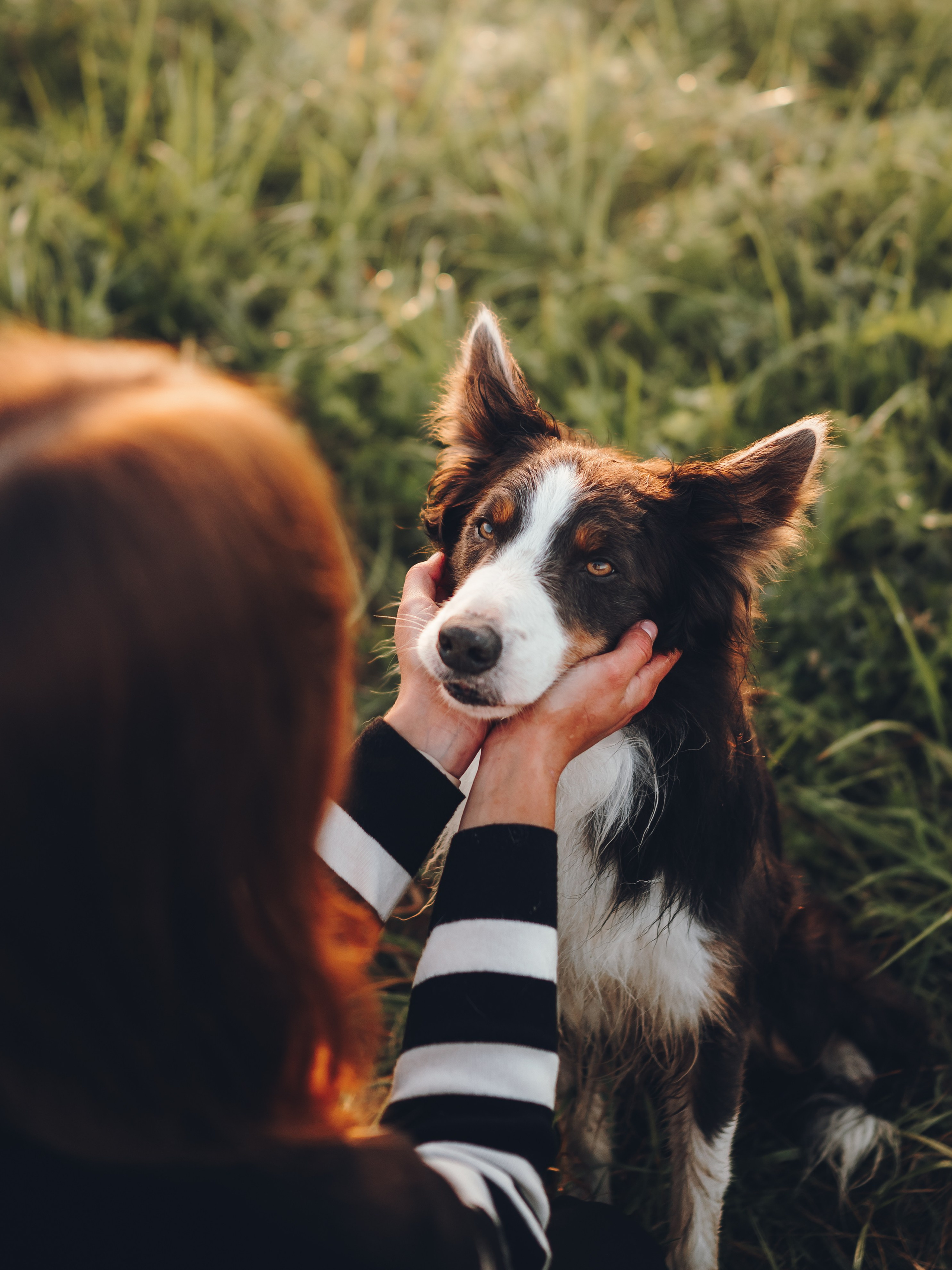 Саша, Флик и Эсприт. Семейный фотограф анималист Ананьева Мария — Москва