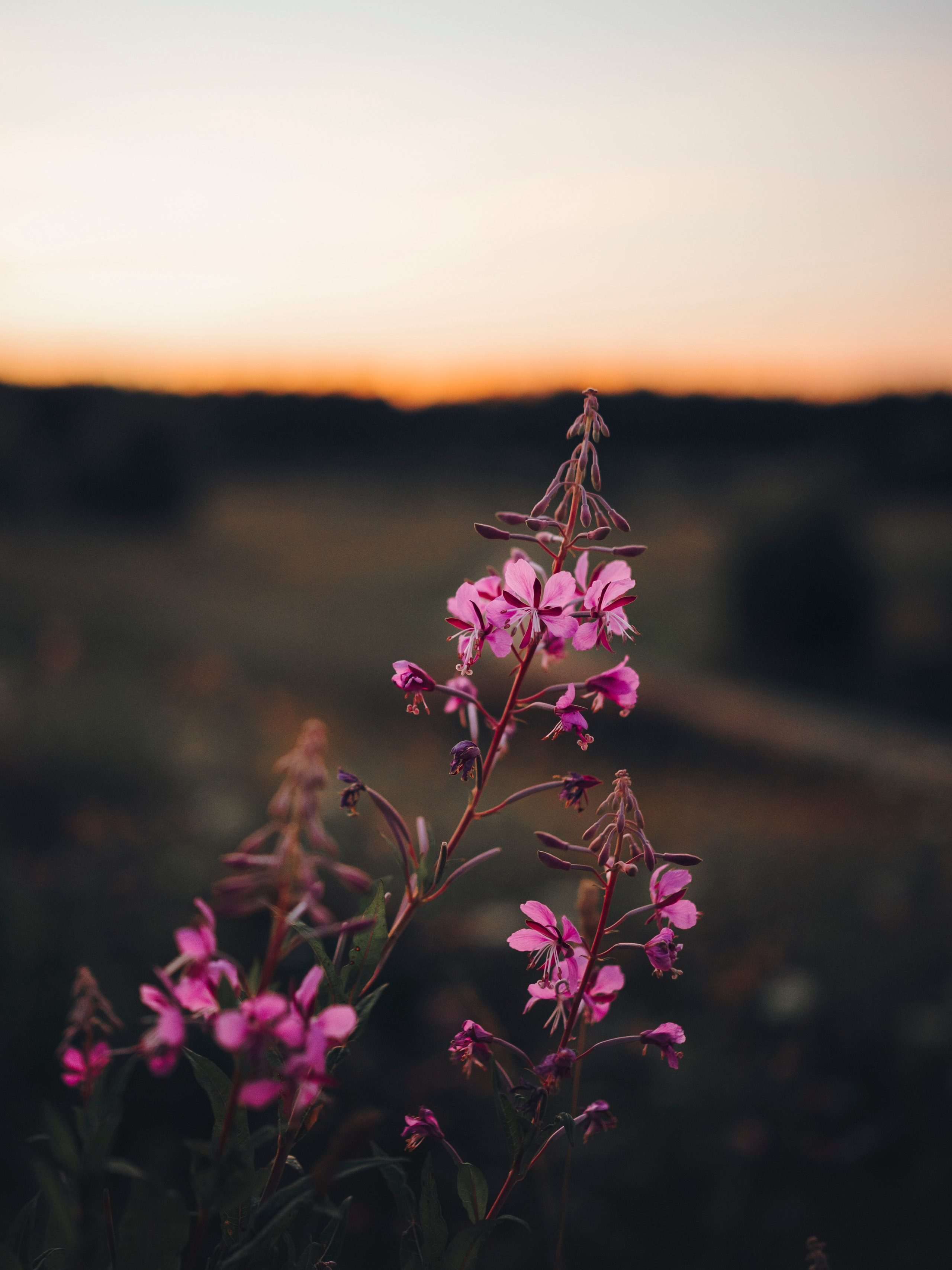 Маша, Трисс и Эста. Семейный фотограф анималист Ананьева Мария — Москва