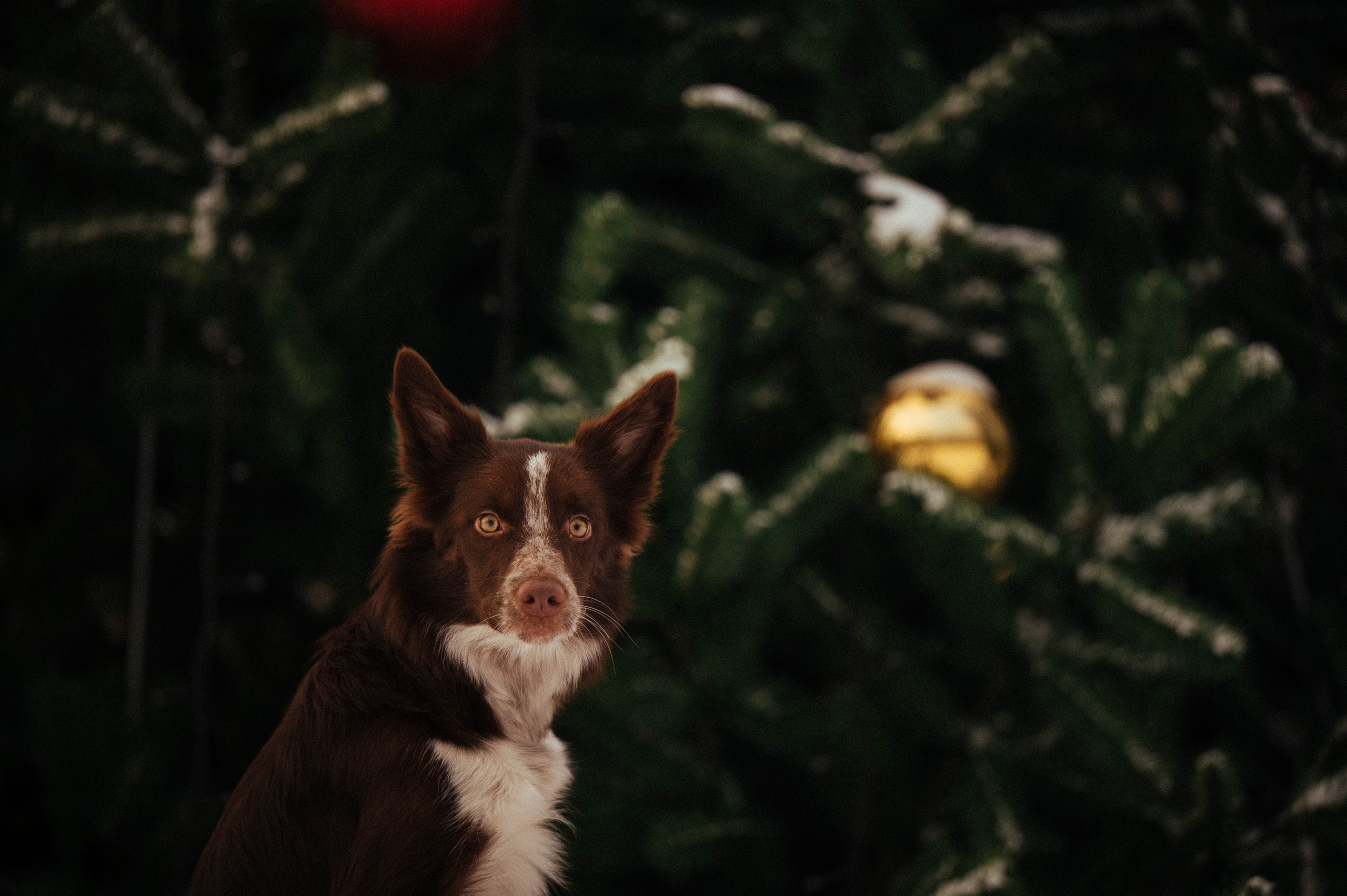 Даша и Мика. Семейный фотограф анималист Ананьева Мария — Москва