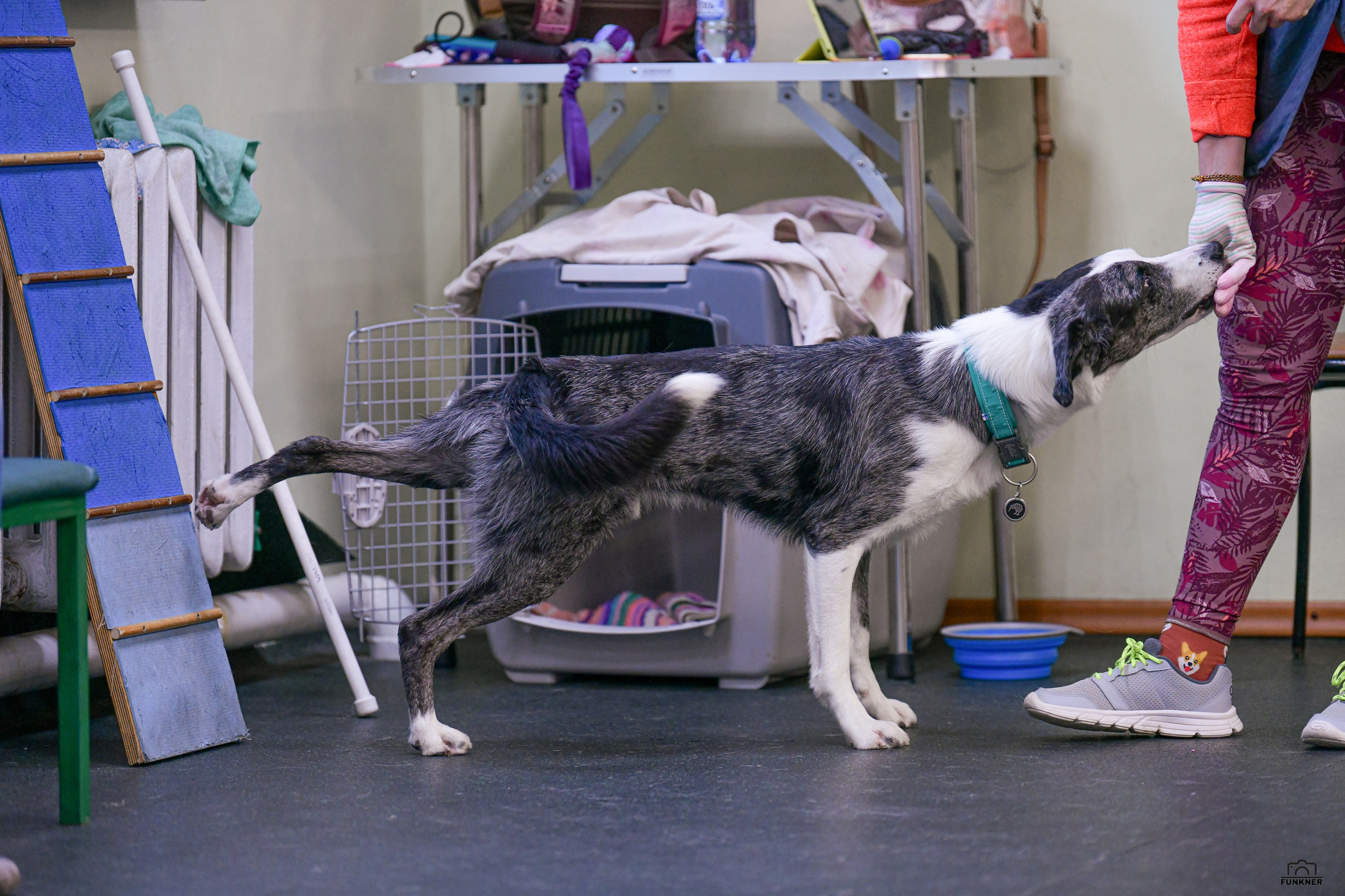 Кинологический клуб «Бодрый хвост». Свой взгляд через объектив