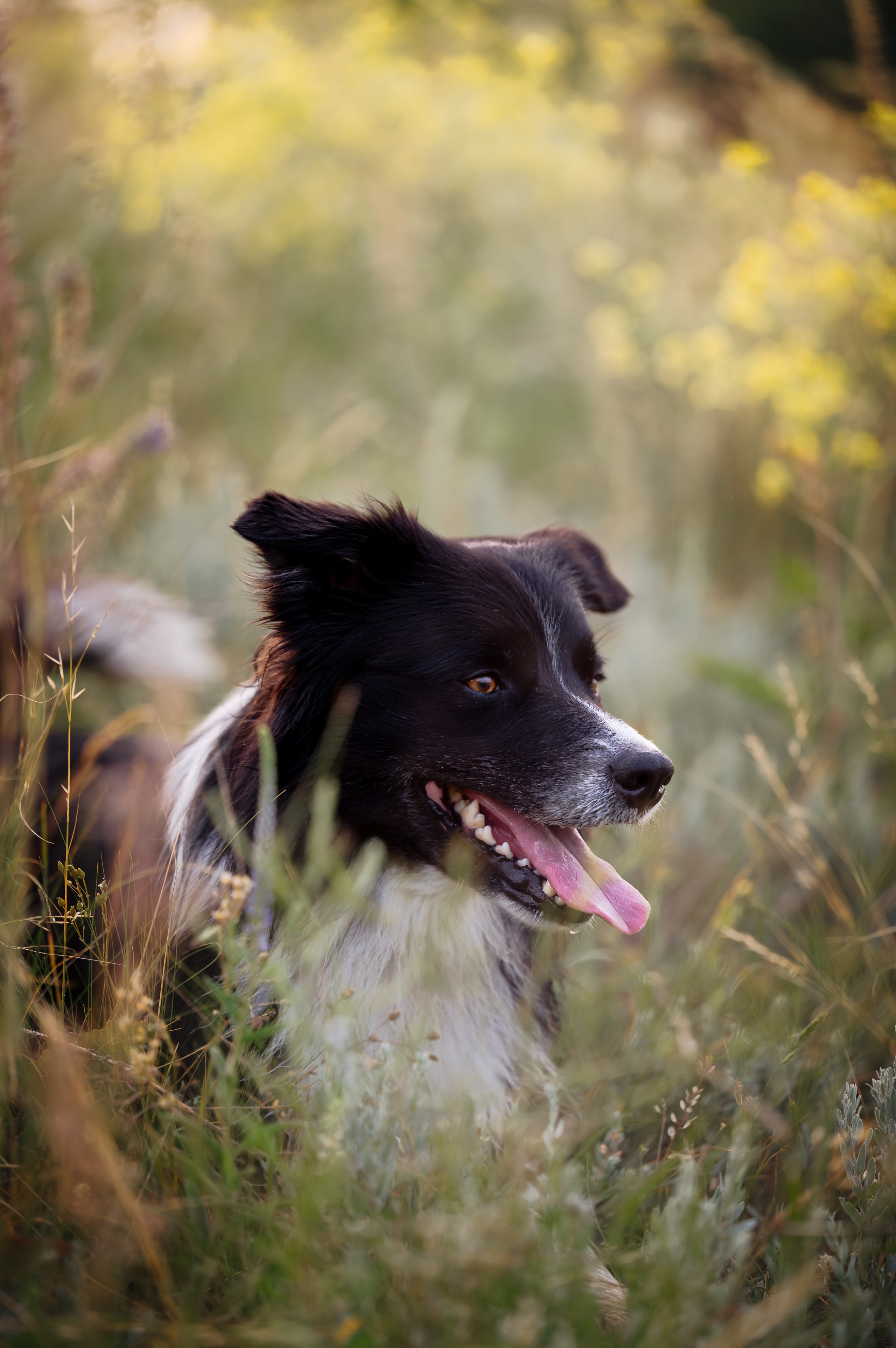 Прогулка на рассвете с бордер-колли. Фотограф в Ростове —на — Дону