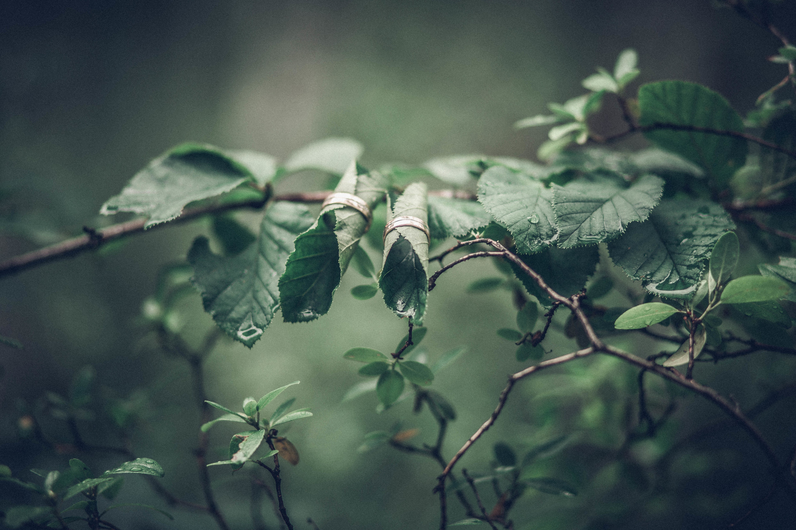 Wedding&Love Story. Фотограф в Коломне, Рязани, Москве. Готовность фото на следующий день